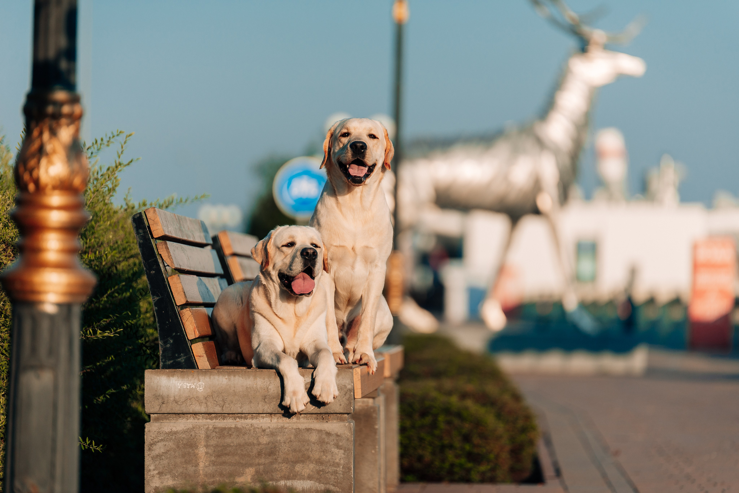 Екатерина, Урал и Бест. Фотограф-анималист Анастасия Парфенова|Екатеринбург