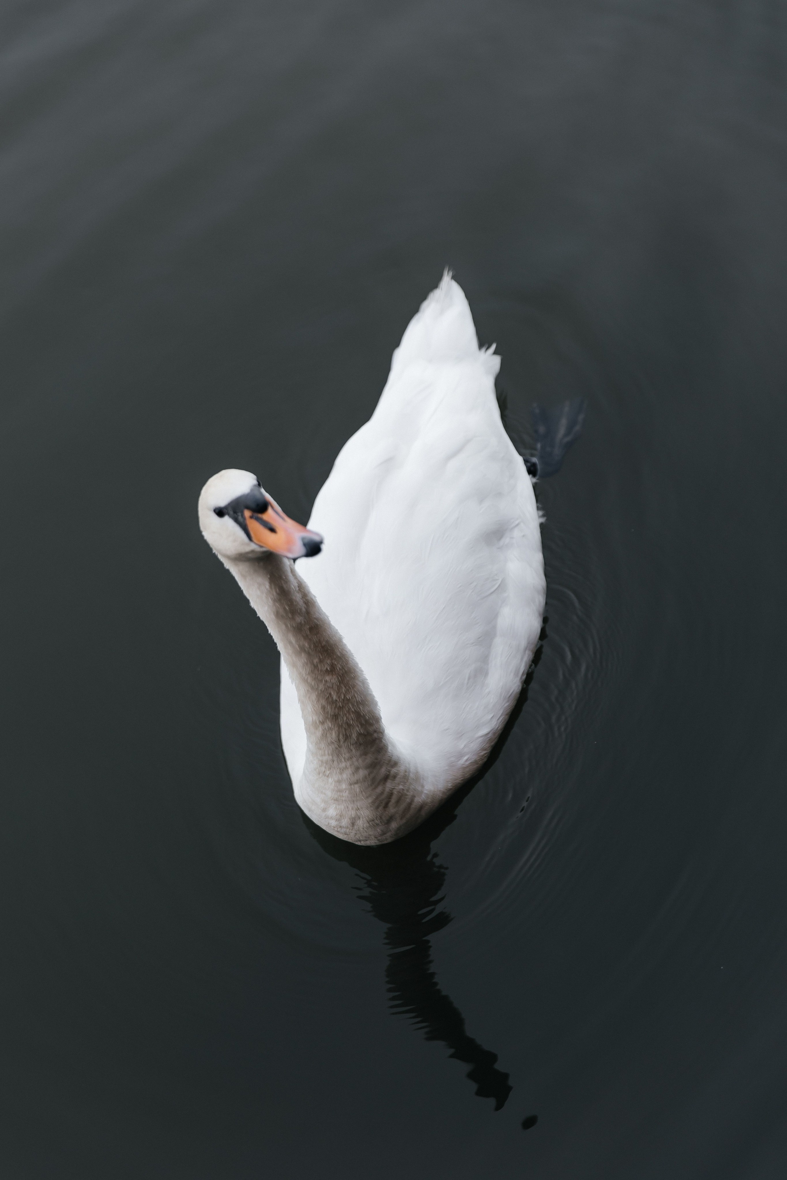 Анонс свадьба Владислав и Анастасия. Свадебный и семейный фотограф в Севастополе и Крыму Анастасия Сураева