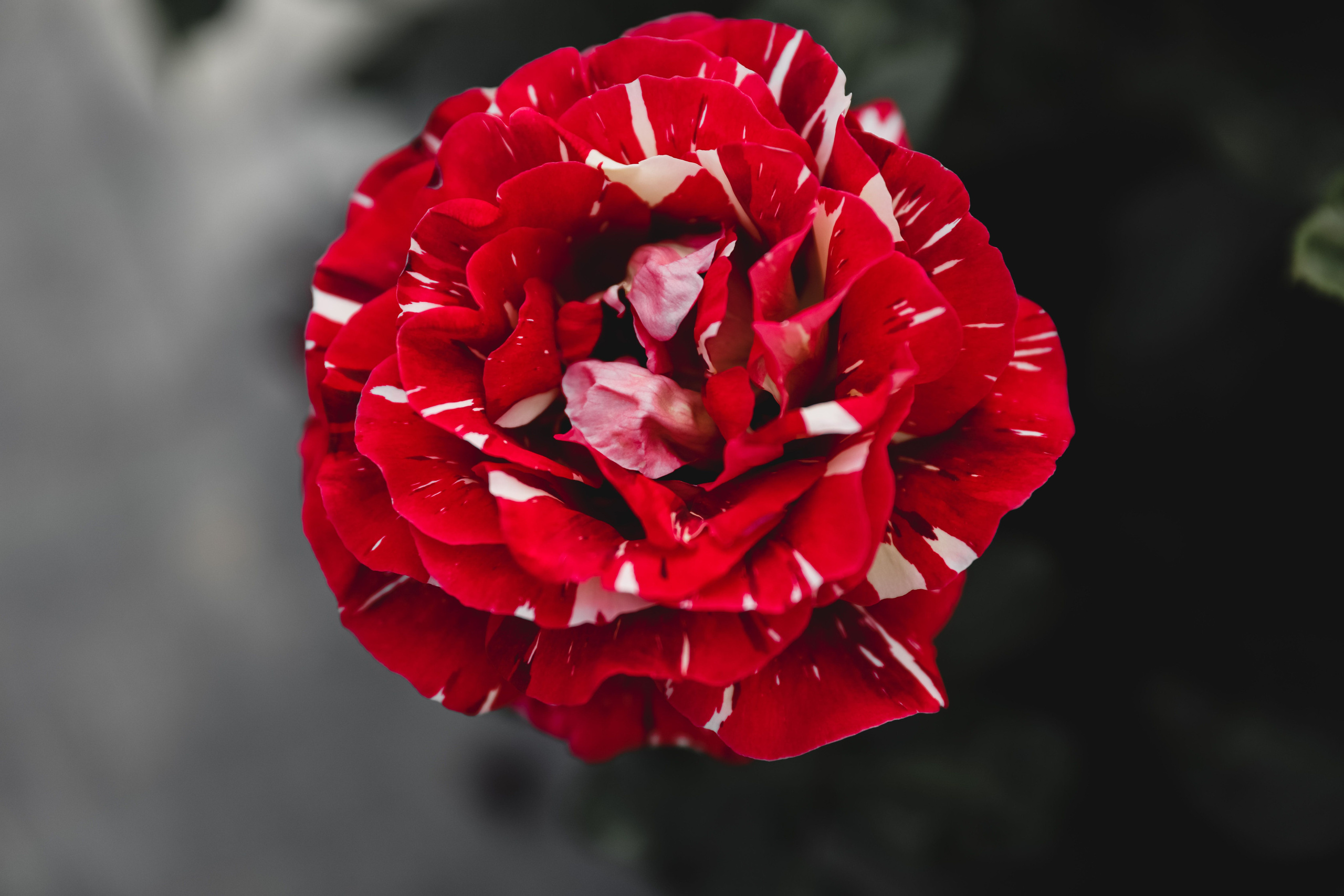 Илона и Максим розы. Свадебный и семейный фотограф в Севастополе и Крыму Анастасия Сураева