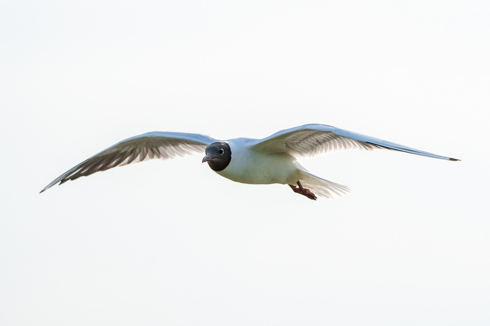 Удивительные мир птиц. Вокруг нас столько прекрасного — присмотритесь!. Ваш личный фотограф Марина Волкова