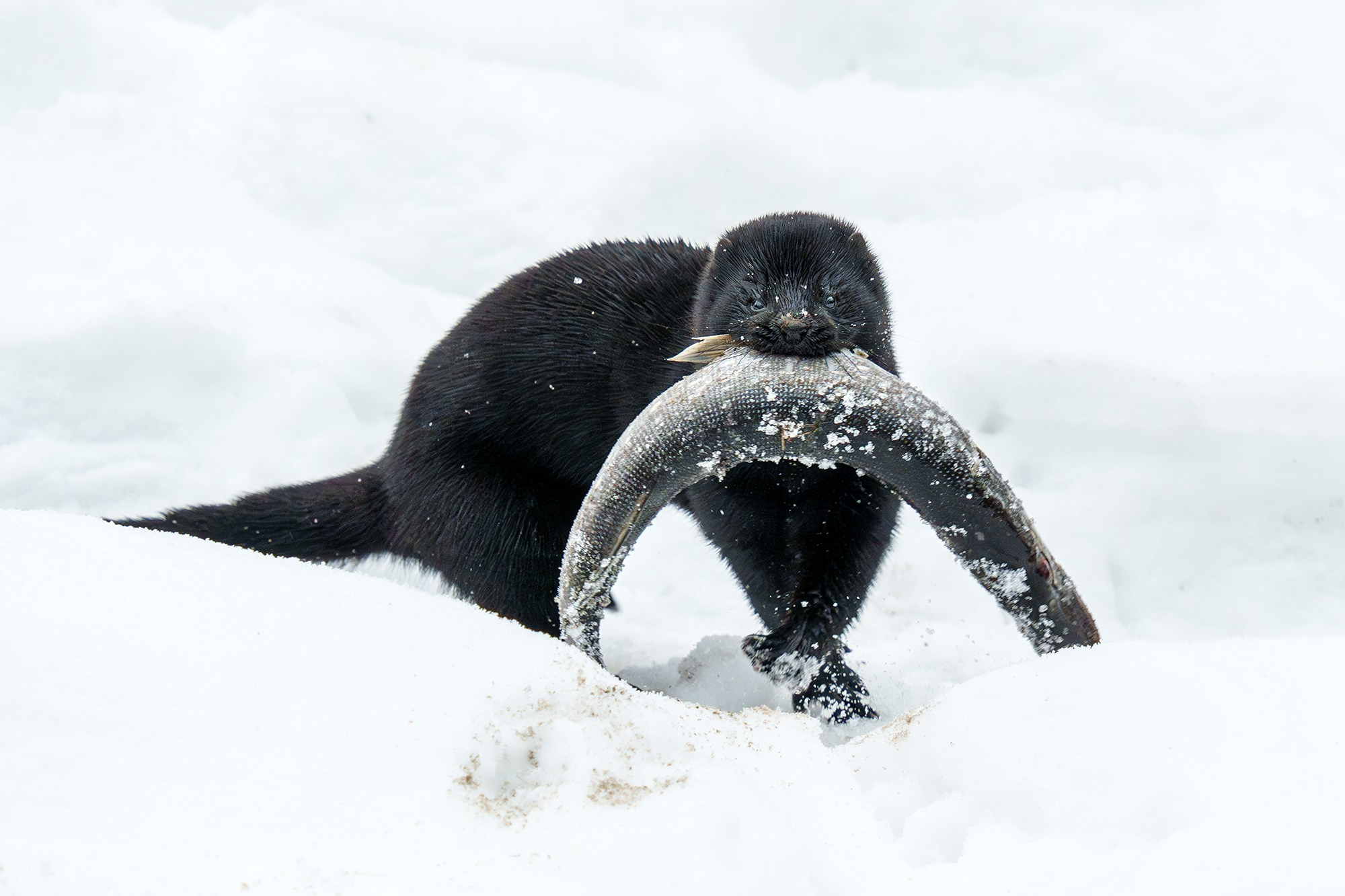 Животные. Ваш личный фотограф Марина Волкова