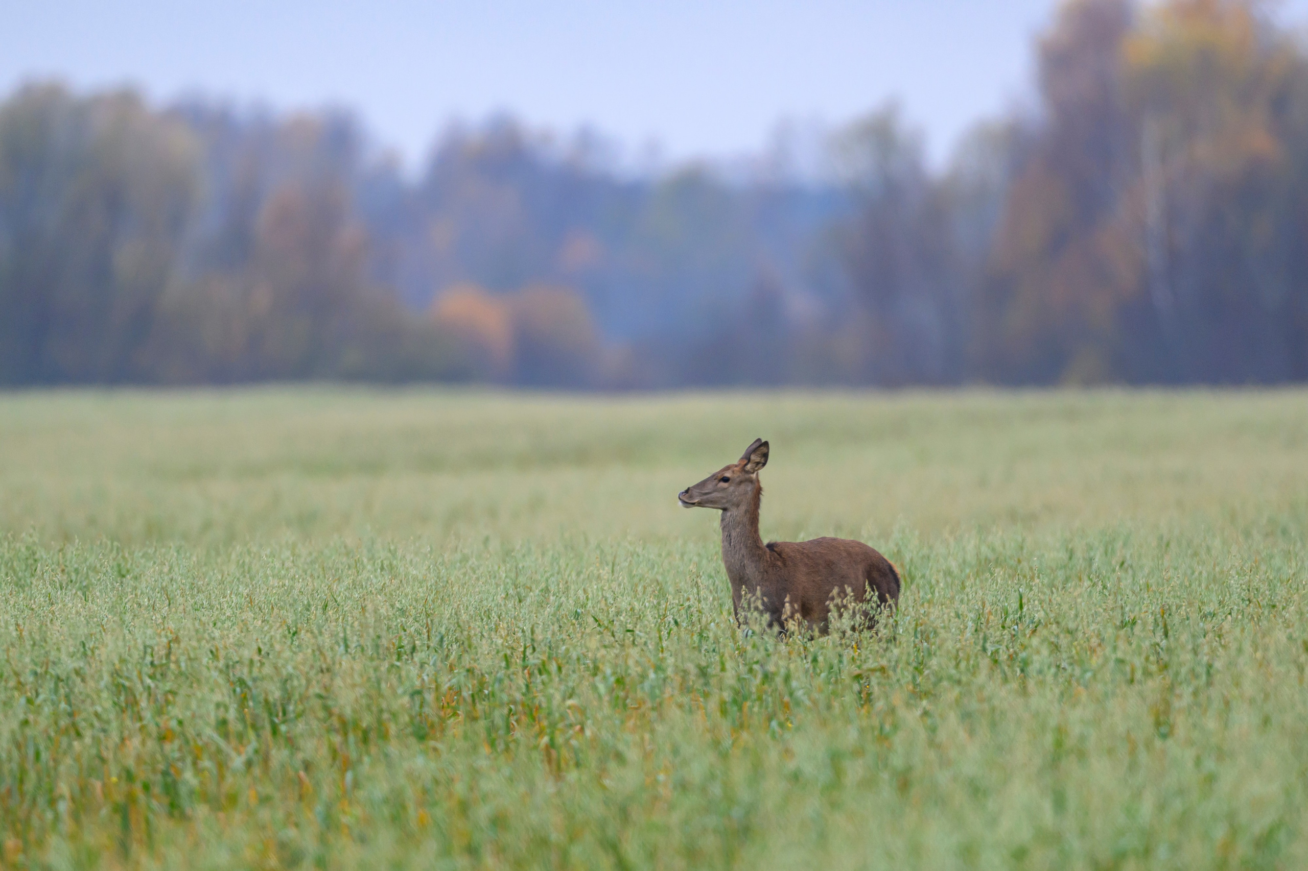 Осень. Олени, тетерева и снегири. Wildlife photography by Sergey Puponin