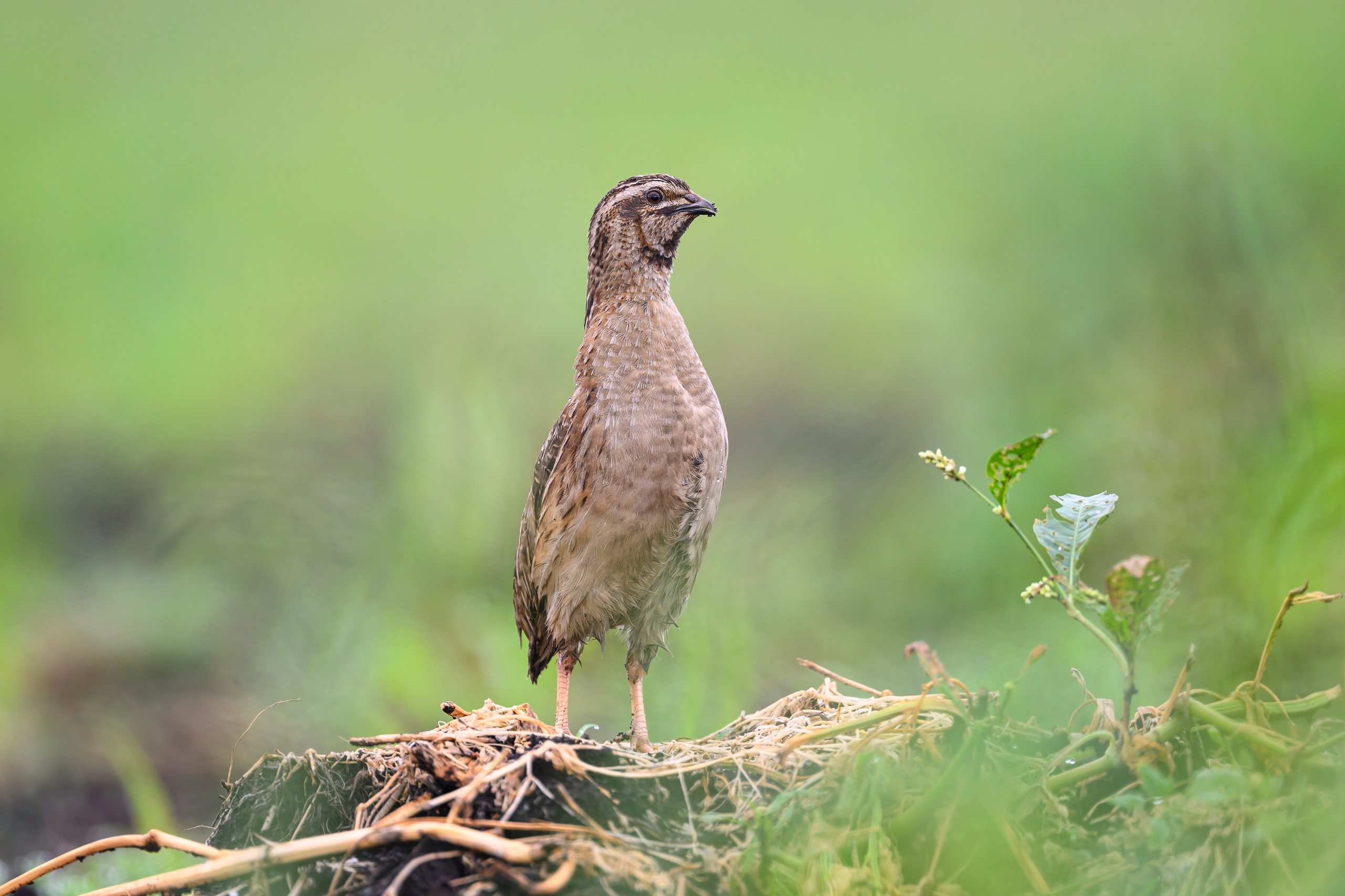 Перепела, часть III. Wildlife photography by Sergey Puponin