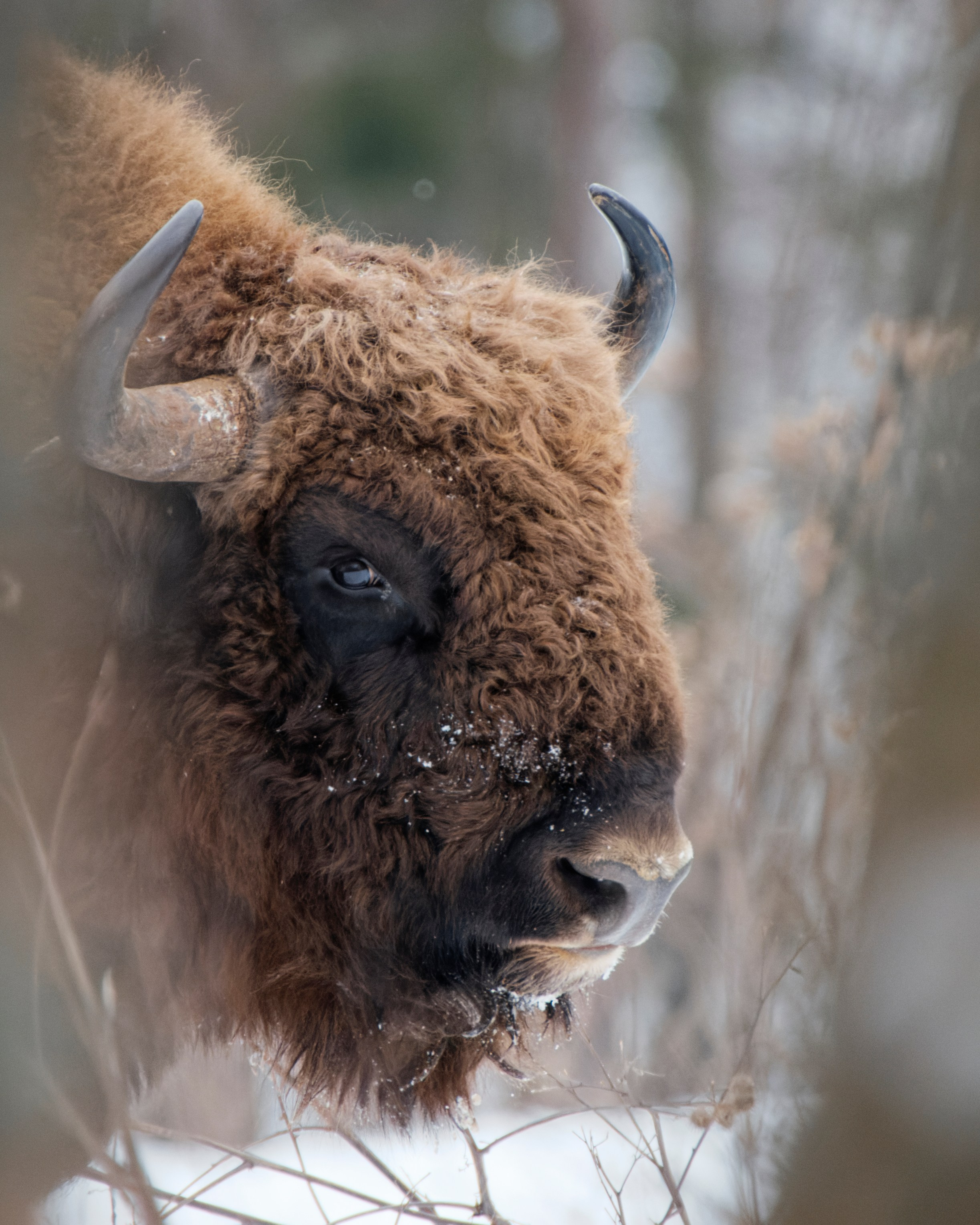 Шерсть, лапы, плавники. Семоха Валерий. Фотограф