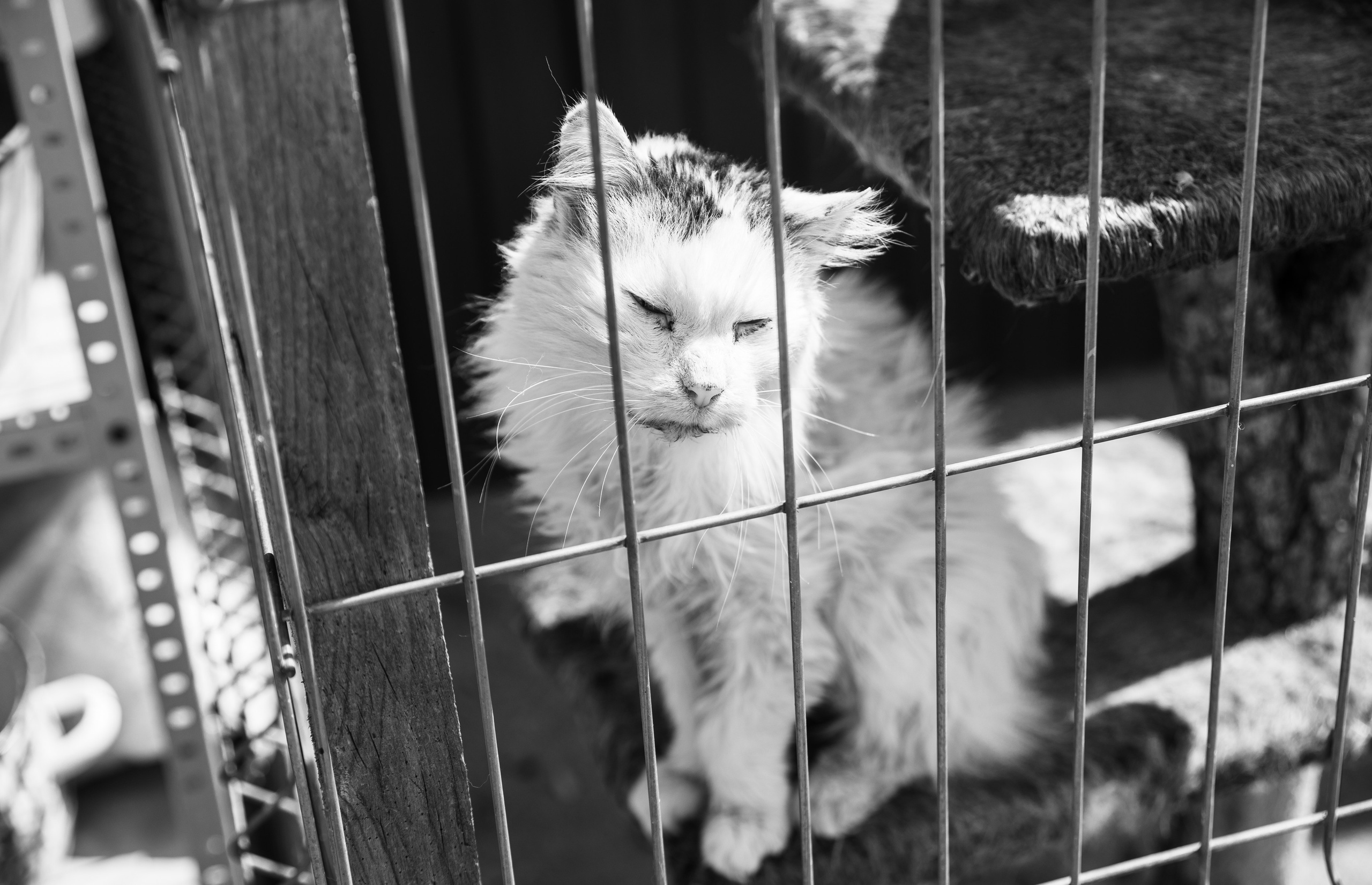 Приют — Наш дом. Репортажный и свадебный фотограф в Челябинске Елисеев Павел