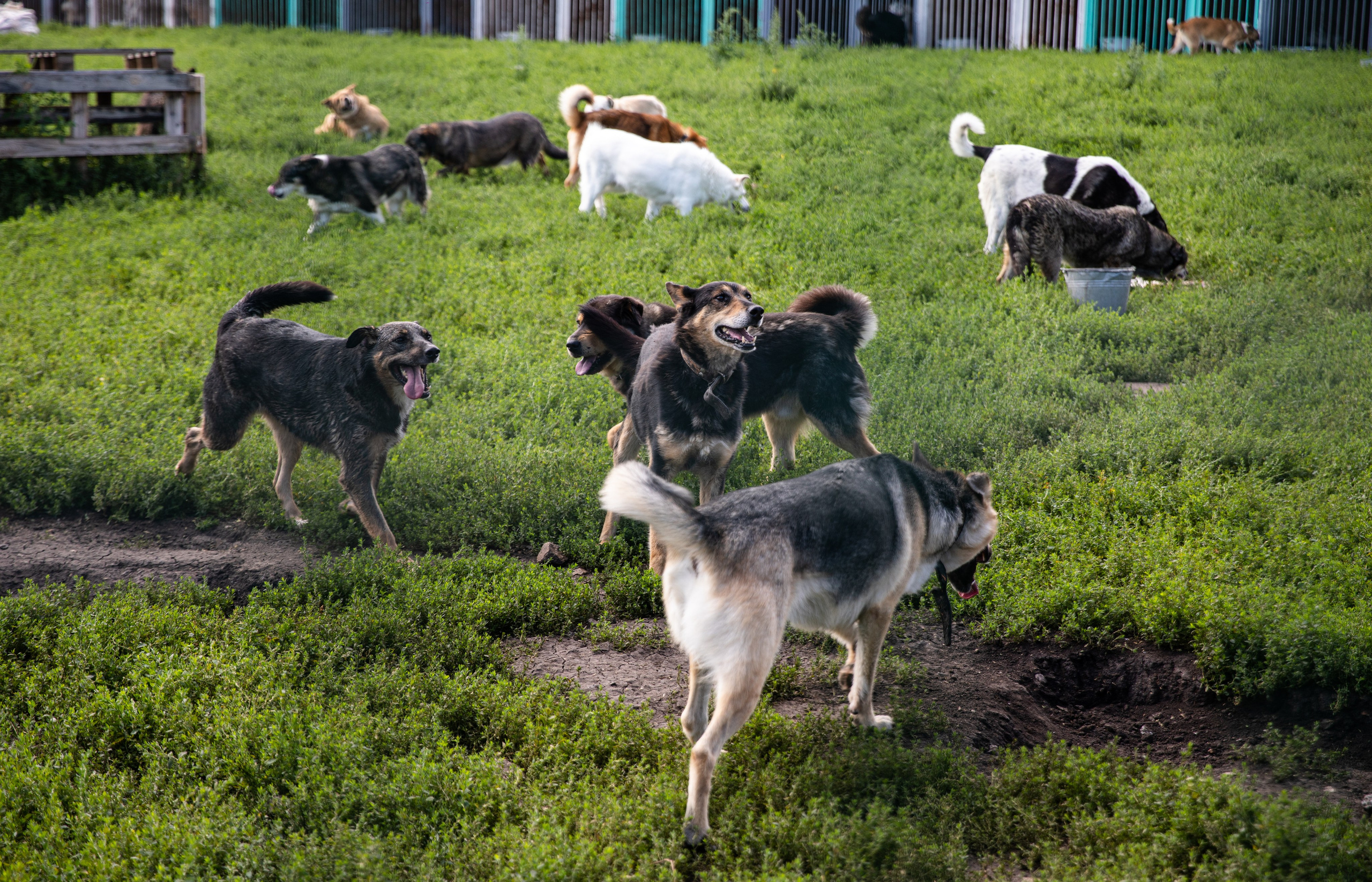 Приют — Наш дом. Репортажный и свадебный фотограф в Челябинске Елисеев Павел