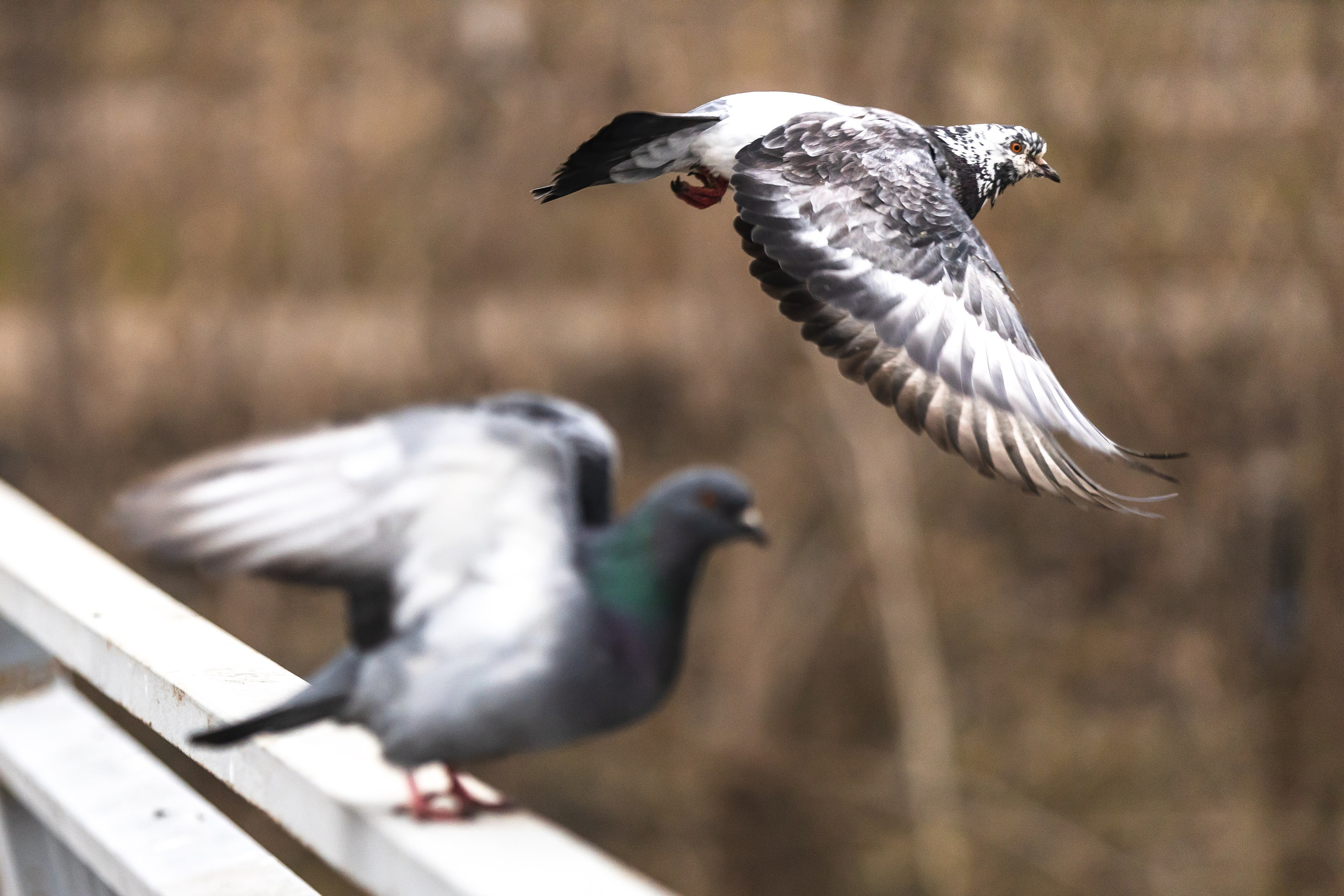 Птицы. Фотограф Владимир Охрименко