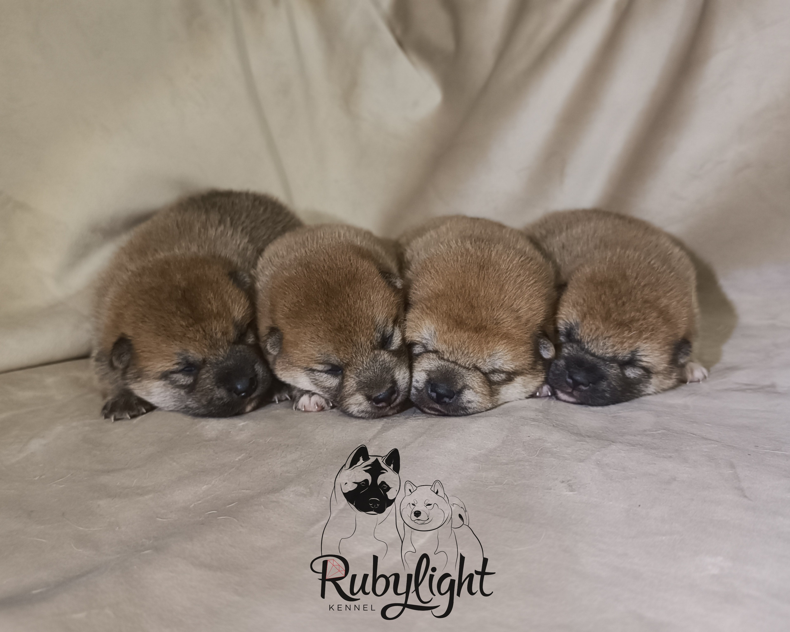 сиба питомник Рубилайт щенки на продажу rubylight  сиба щенки купить СПб Санкт-Петербург 