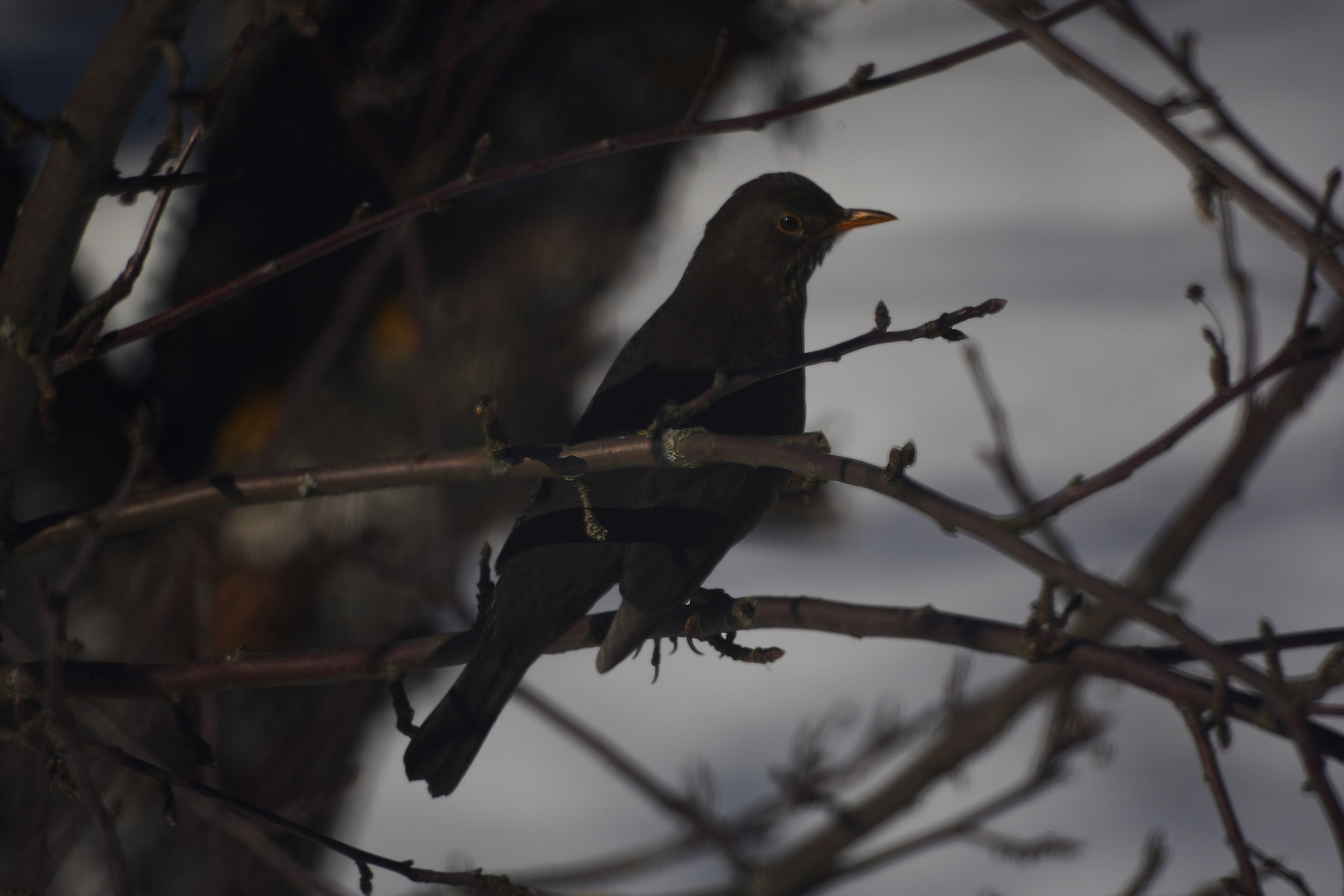 Animals — Животные