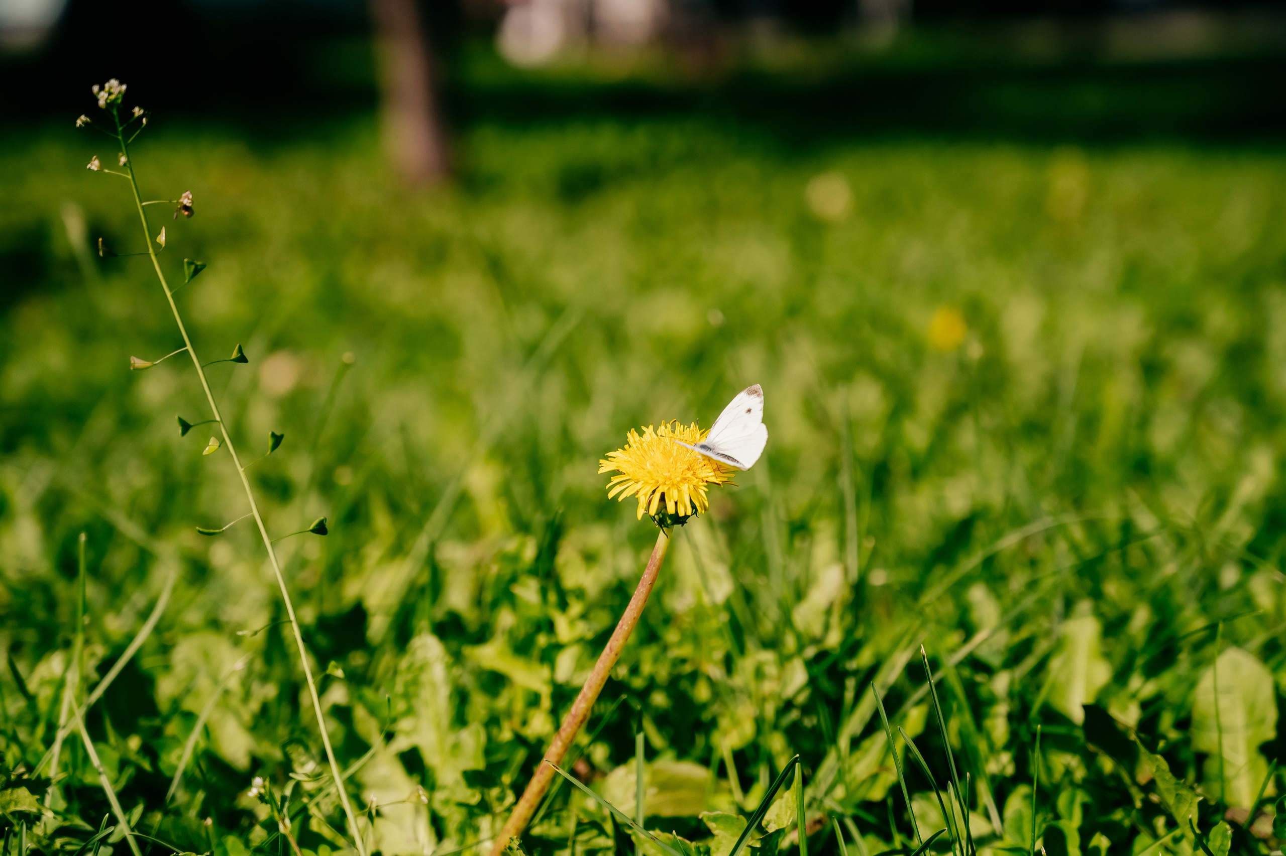 День Шахтёра в Парке Чудес 30.08.2025. Детский фотограф, семейный фотограф и репортажи в Кемерово