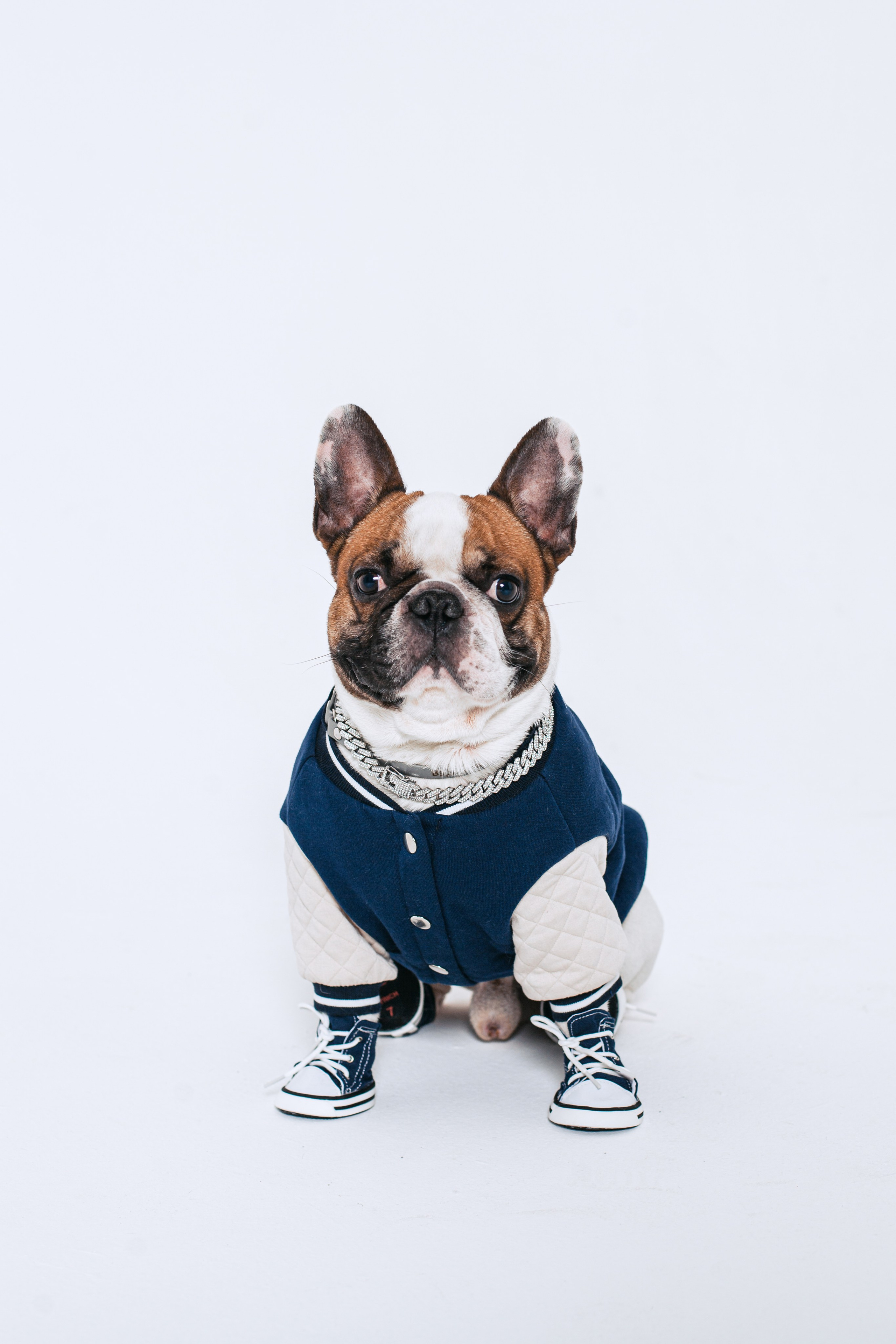 Пижамная вечеринка французских бульдогов и их хозяев. Фотограф-анималист Татьяна Степанова