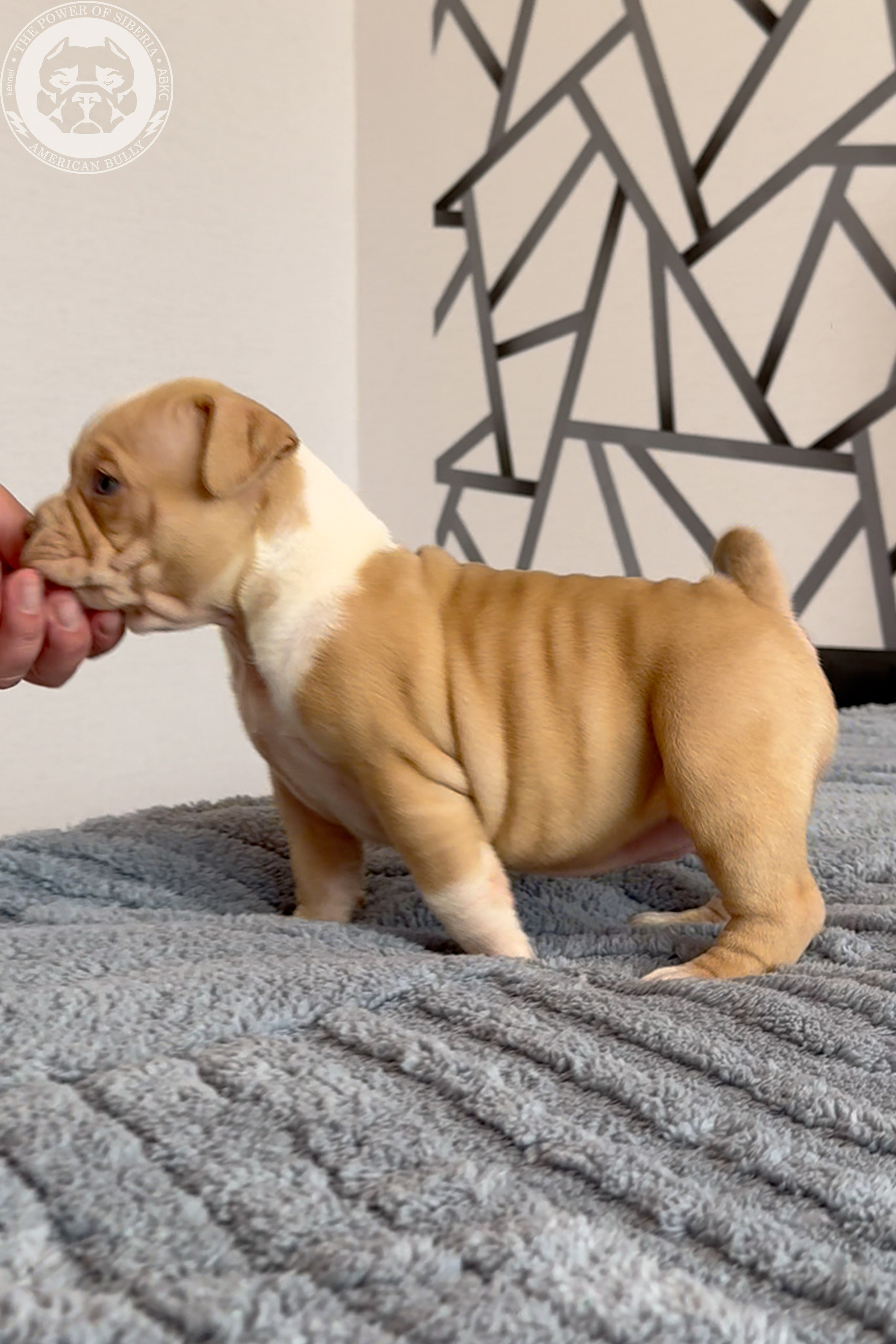 Свободные щенки Американский Булли, в типах покет, классик, стандарт. Американский Булли в г. Ростов-на-Дону. Питомник THE POWER OF SIBERIA