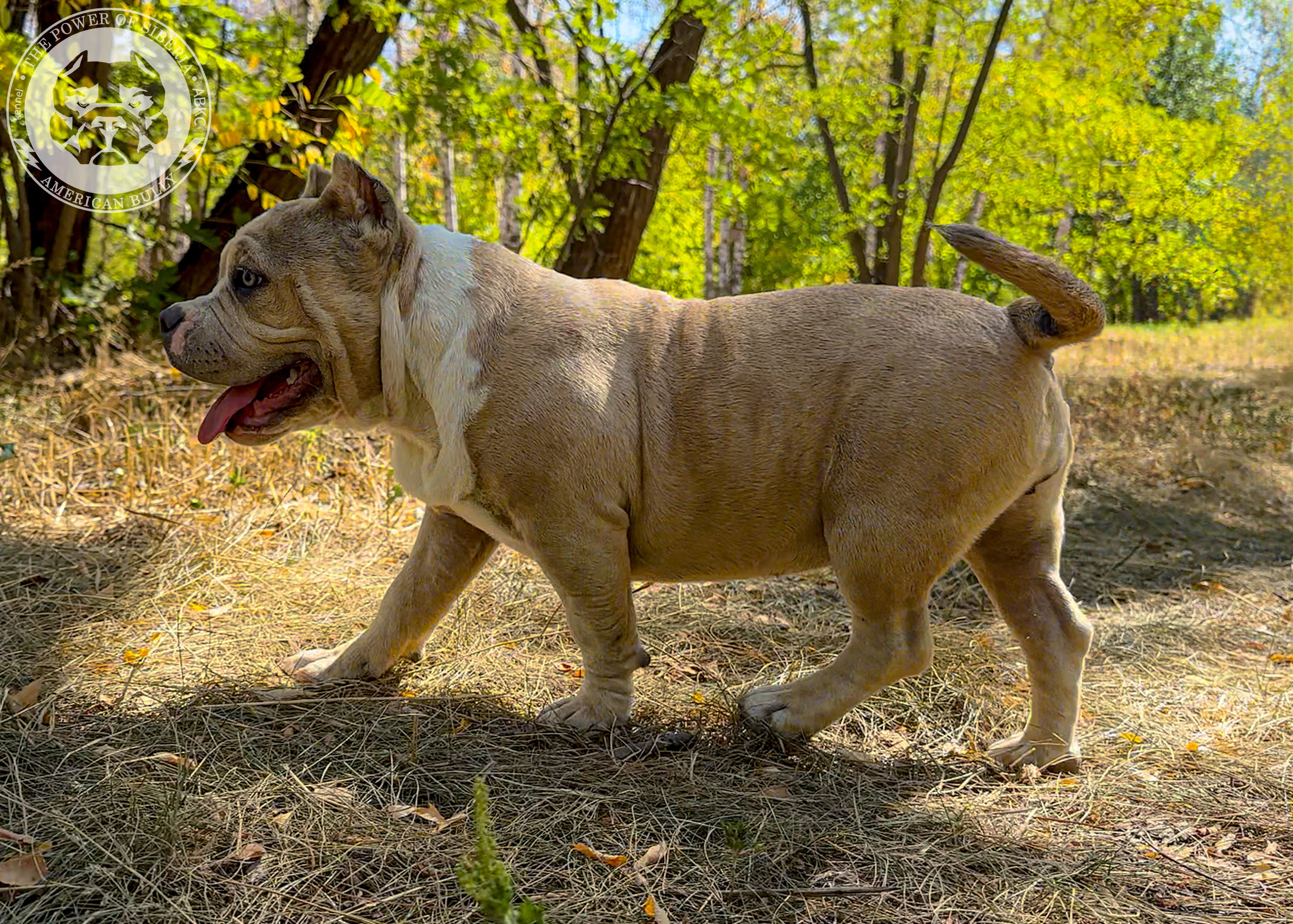Помет Каспер и Тагира. 21.04.25. Американский Булли в г. Ростов-на-Дону. Питомник THE POWER OF SIBERIA