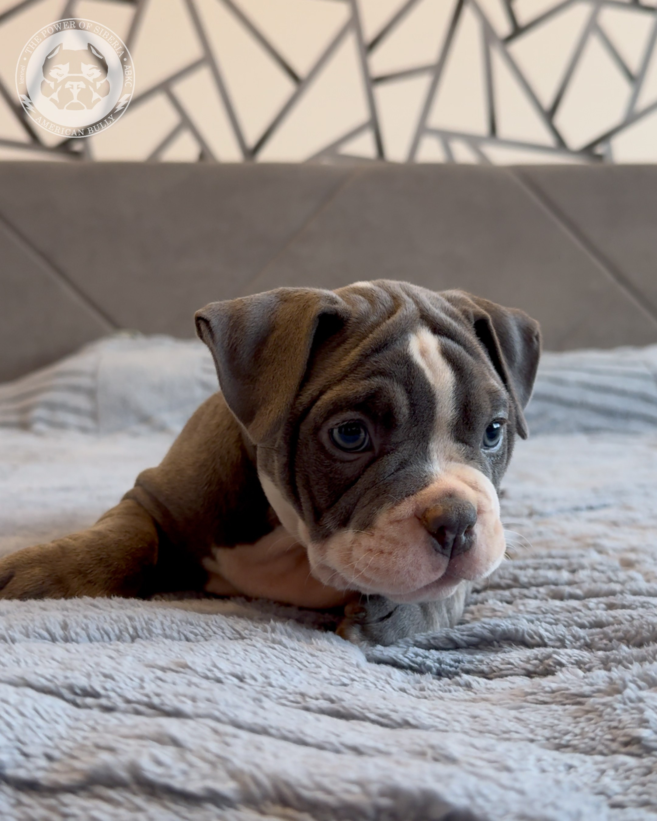 Свободные щенки Американский Булли, в типах покет, классик, стандарт. Американский Булли в г. Ростов-на-Дону. Питомник THE POWER OF SIBERIA