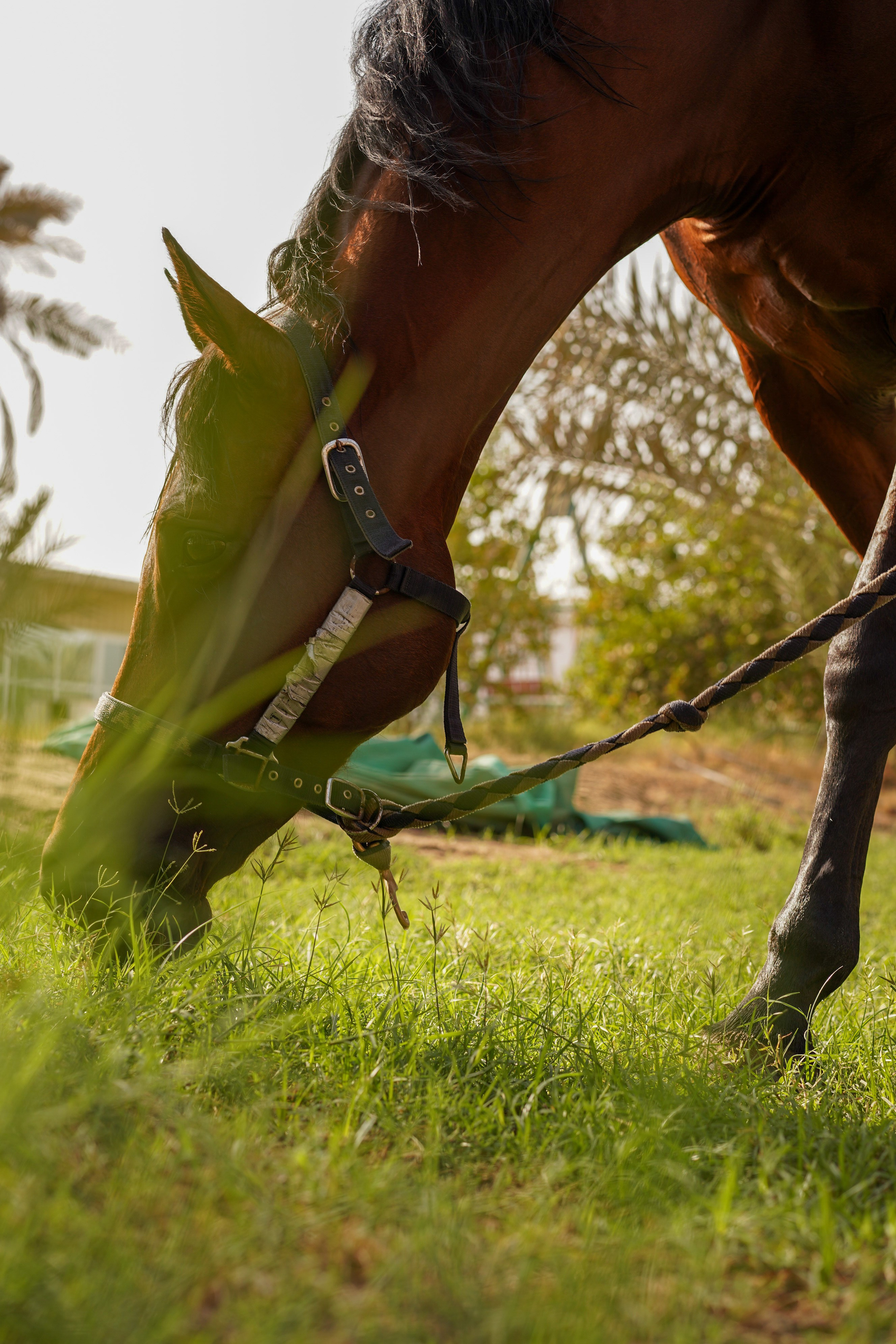 AT THE STABLE. Photographer in Dubai