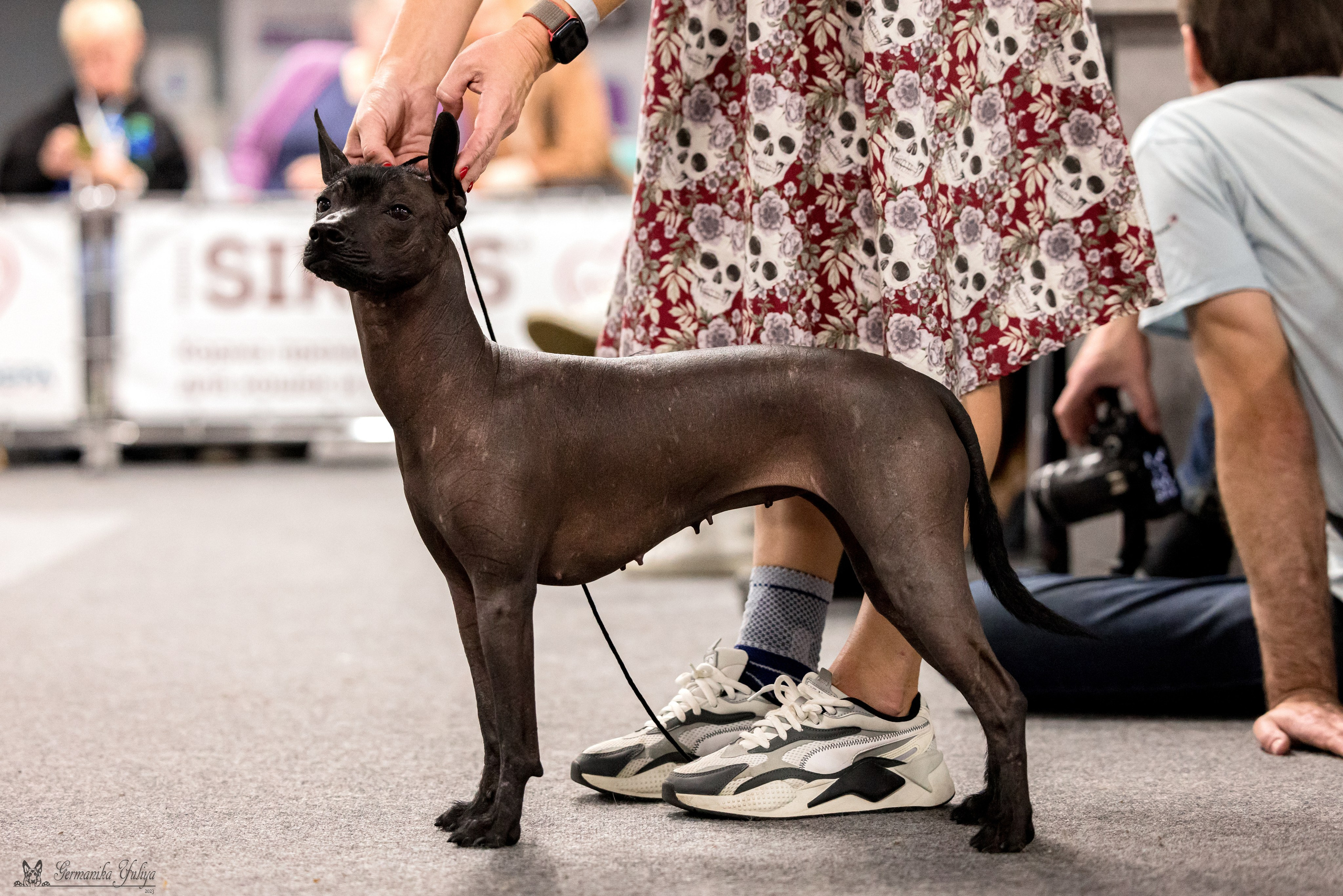 Сфера 29.10,Крокус 4.11,Сфера 12.11.2023. Фотограф-анималист Юлия Германика