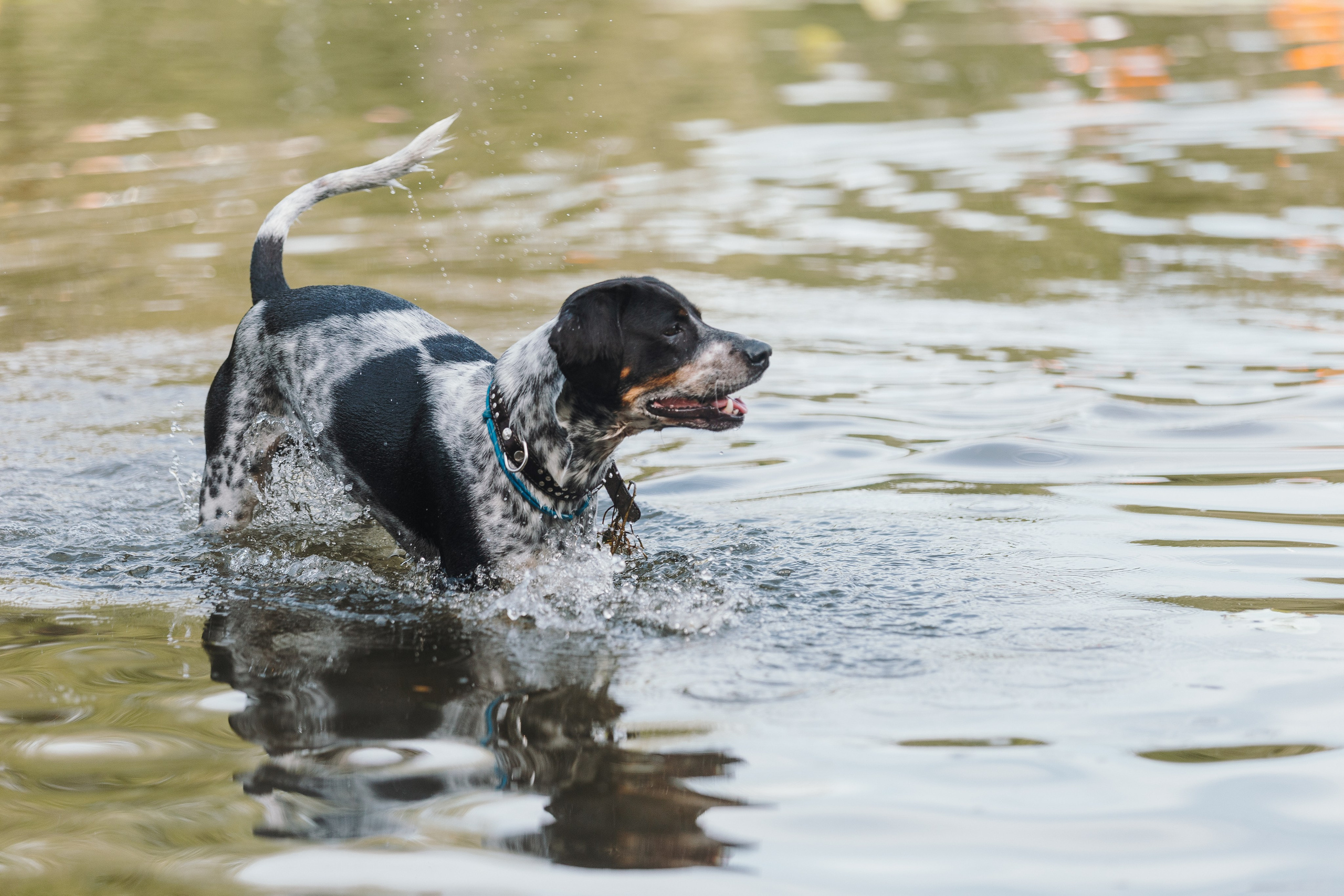 Petshop Sup day. Фотограф анималист Кристина Карпова, Москва