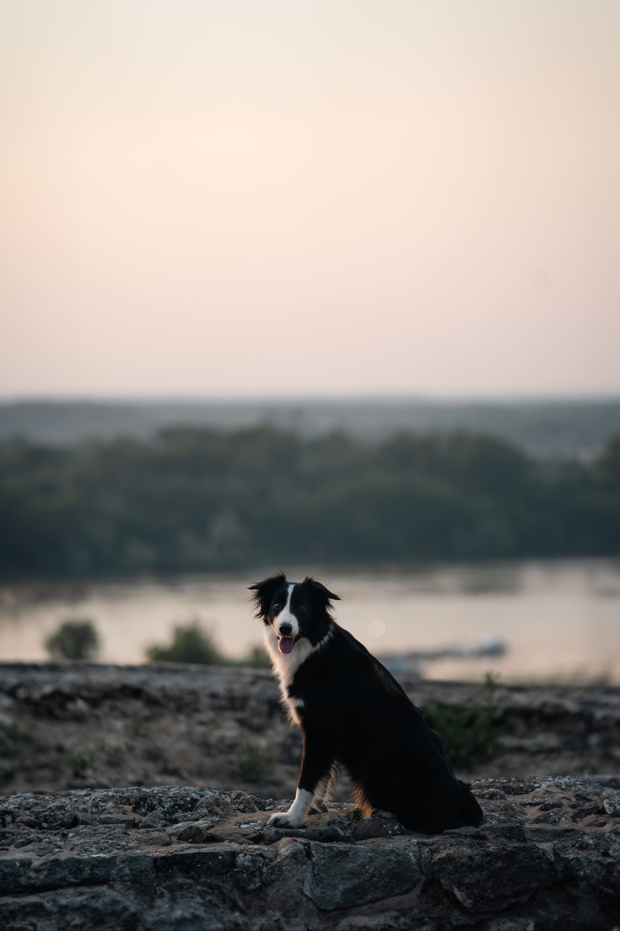 Белград, Калемегдан. Таня и Шегги. Фотограф анималист
