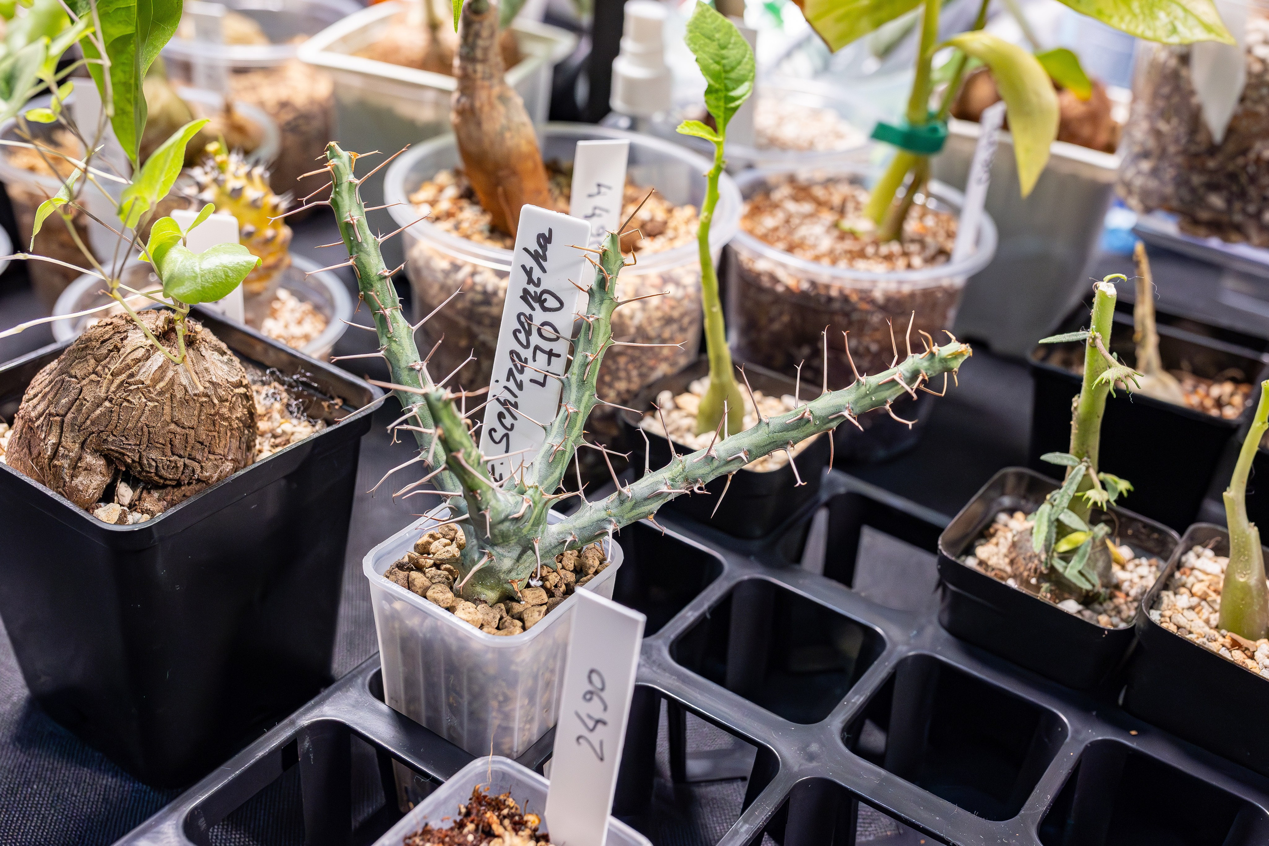 Монстериум апрель 2026. Александра Куликова фотограф, Москва