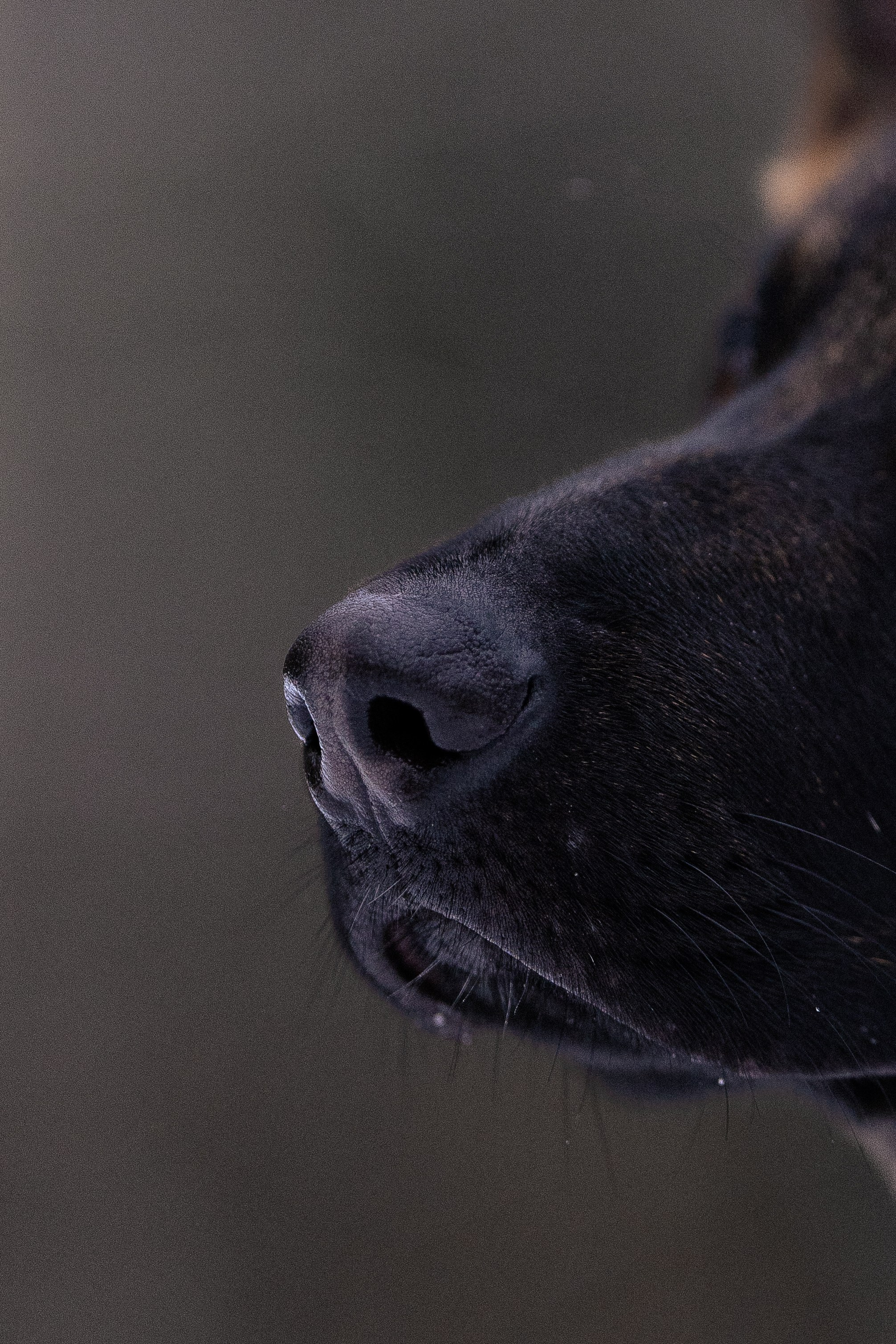 Немецкая овчарка. Фотограф и видеограф анималист Аганина Дарья