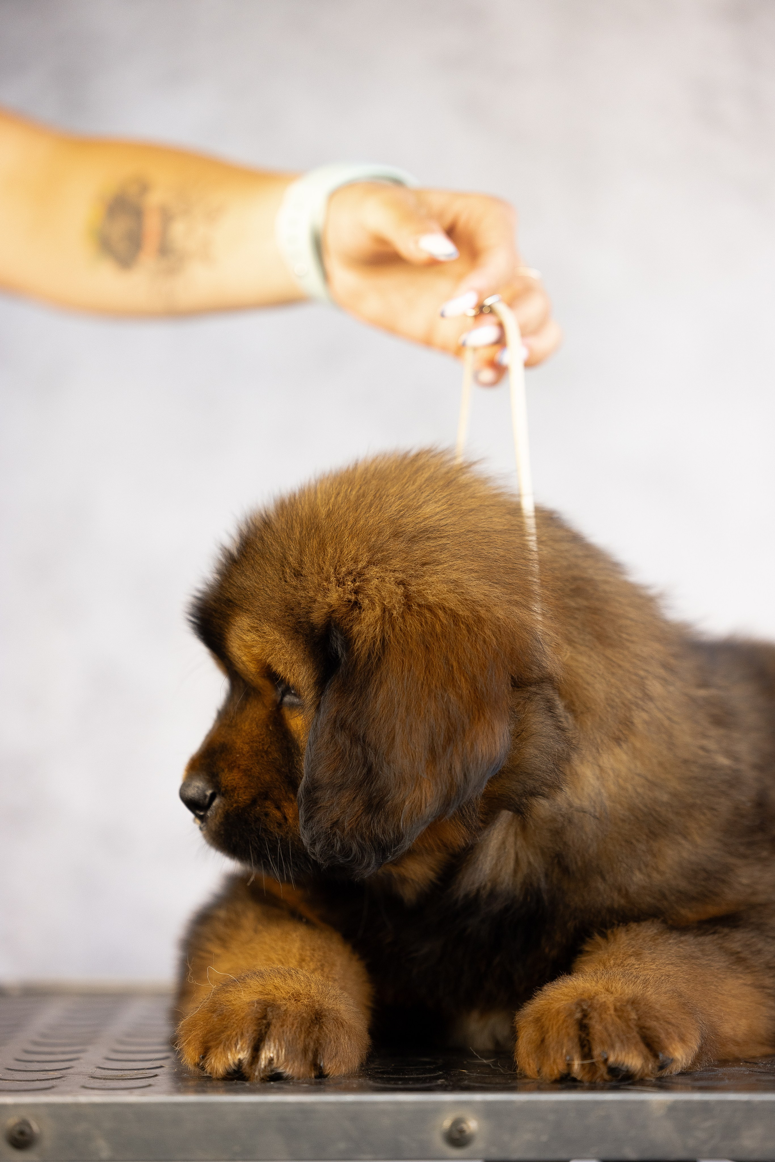Тибетский мастиф. Фотограф и видеограф анималист Аганина Дарья