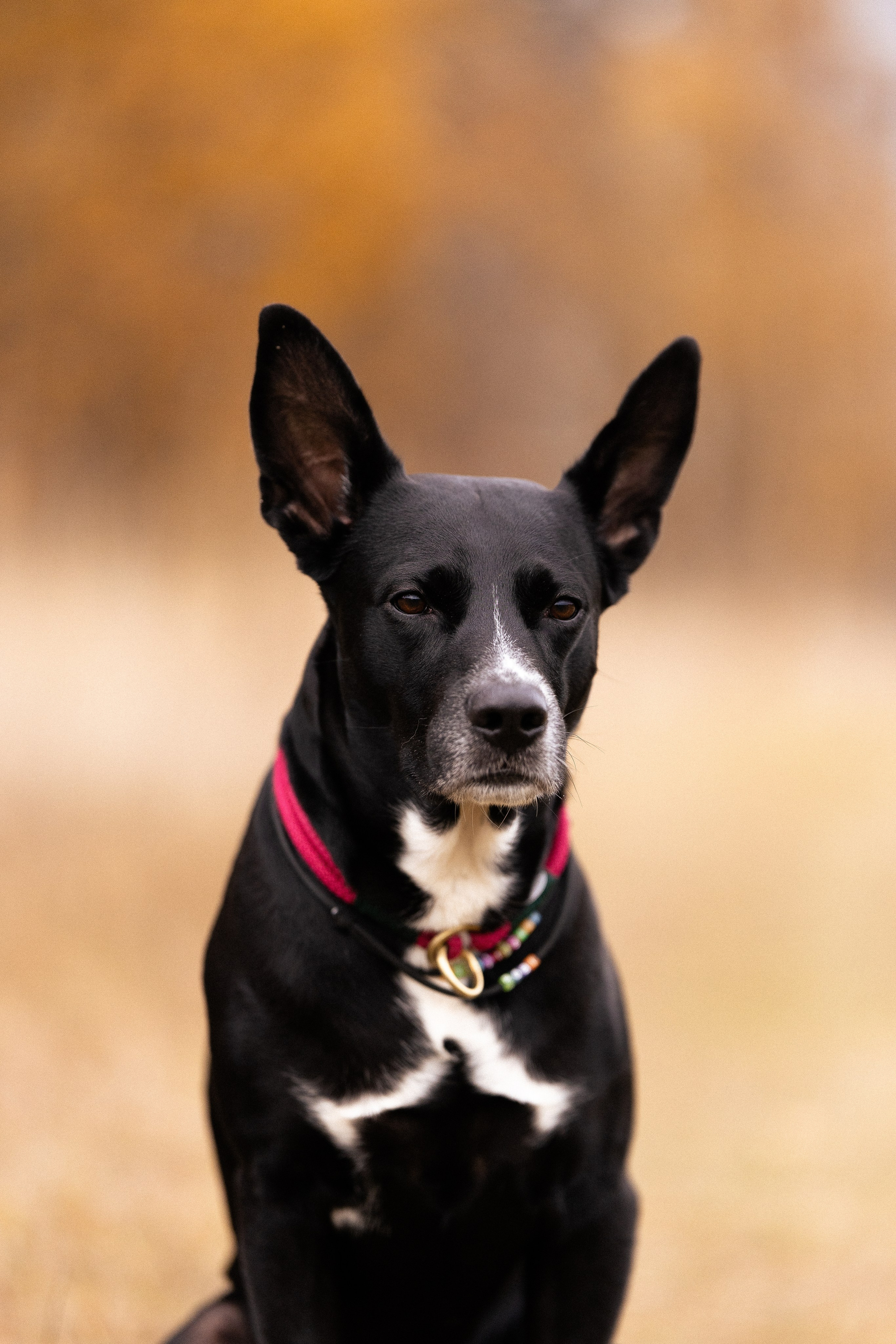 Karelia. Фотограф и видеограф анималист Аганина Дарья