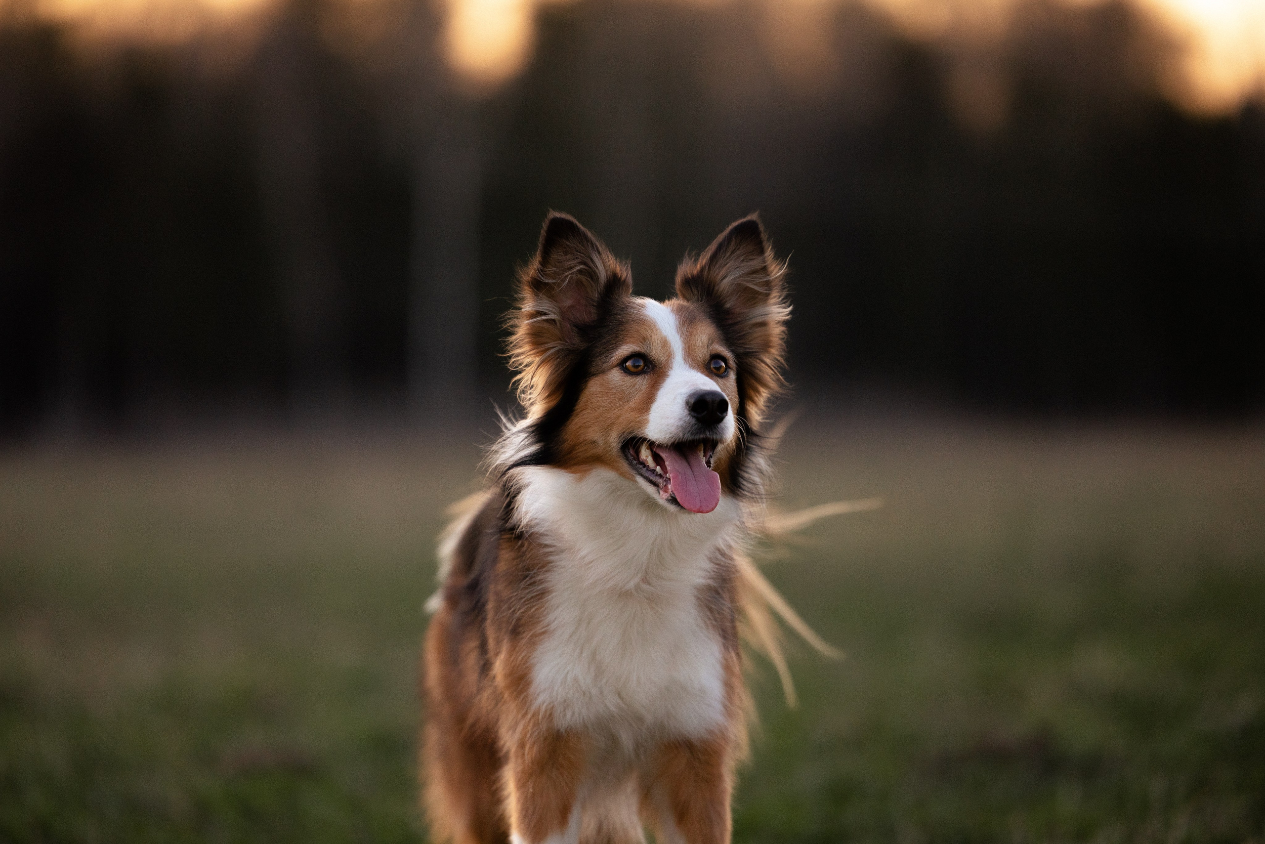 Разношерстная компания. Фотограф и видеограф анималист Аганина Дарья