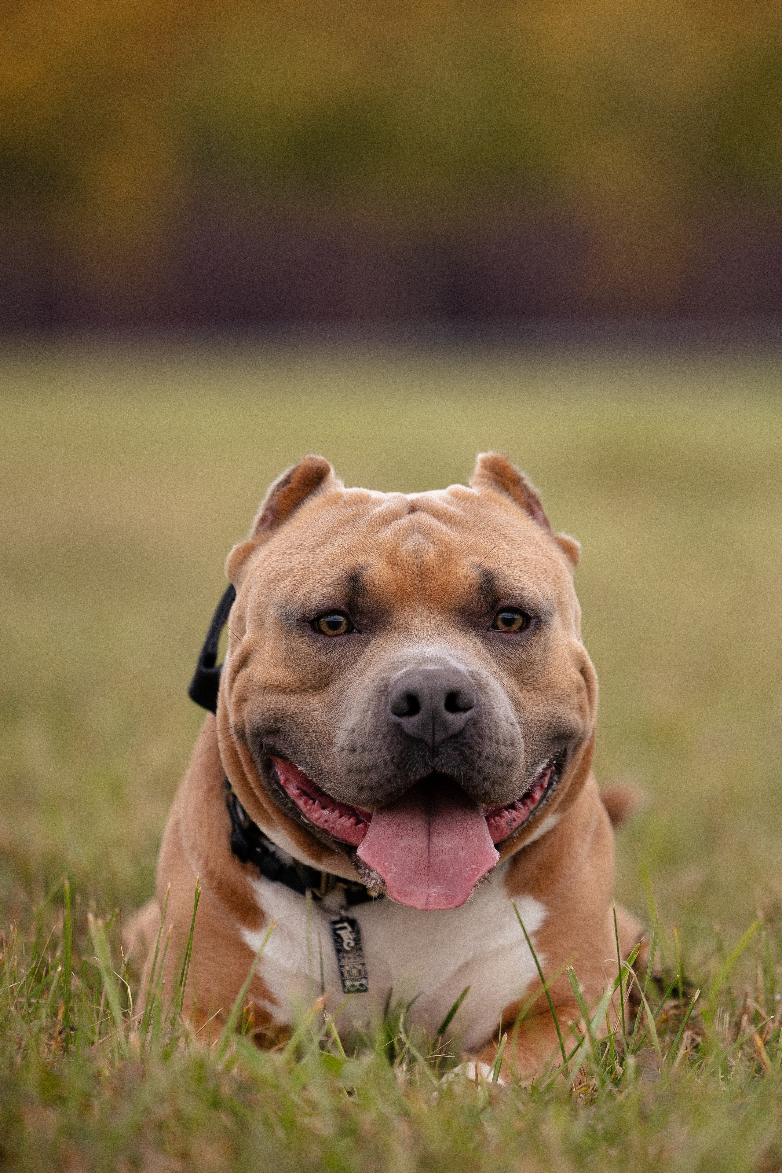 Алена и Тор. Фотограф и видеограф анималист Аганина Дарья