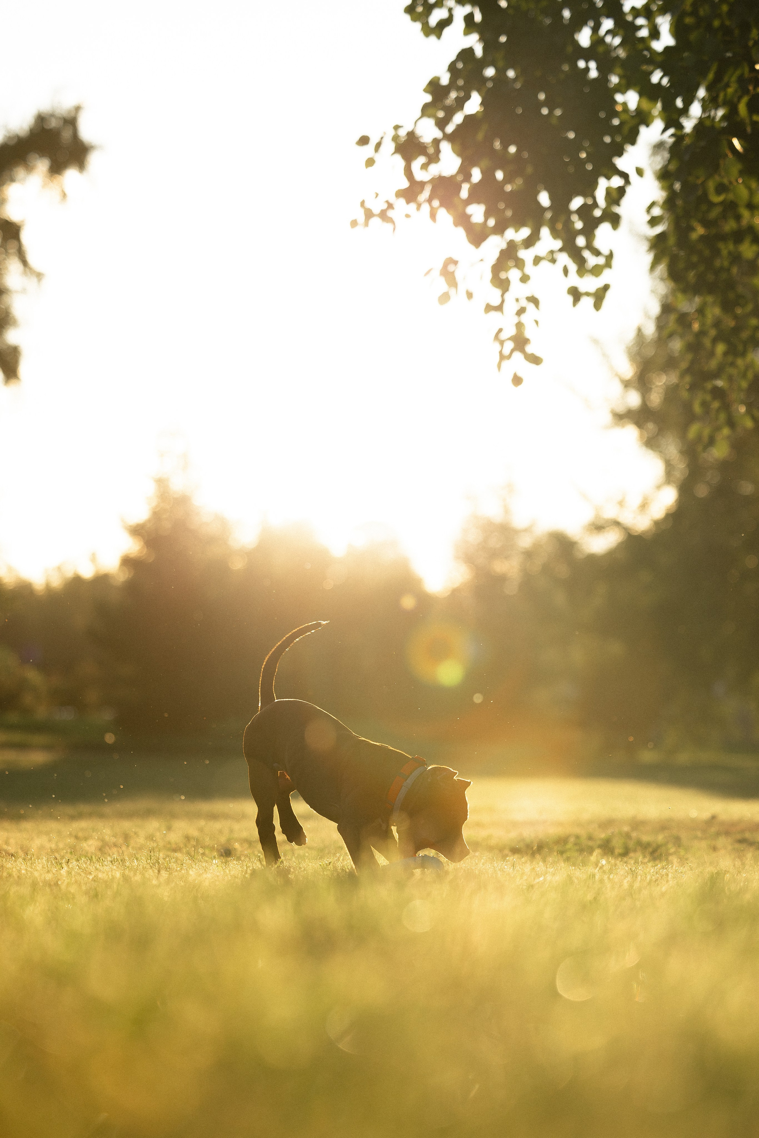 Елена и Хан. Фотограф и видеограф анималист Аганина Дарья