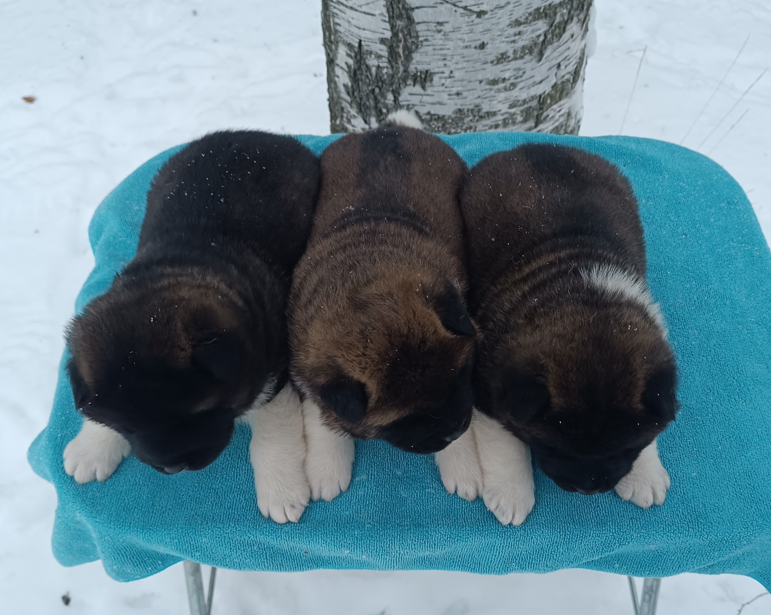 Американская акита  щенки питомник Санкт-Петербург клубные щенки Американская акита питомник RUBYLIGHT Рубилайт купить щенка американской акиты