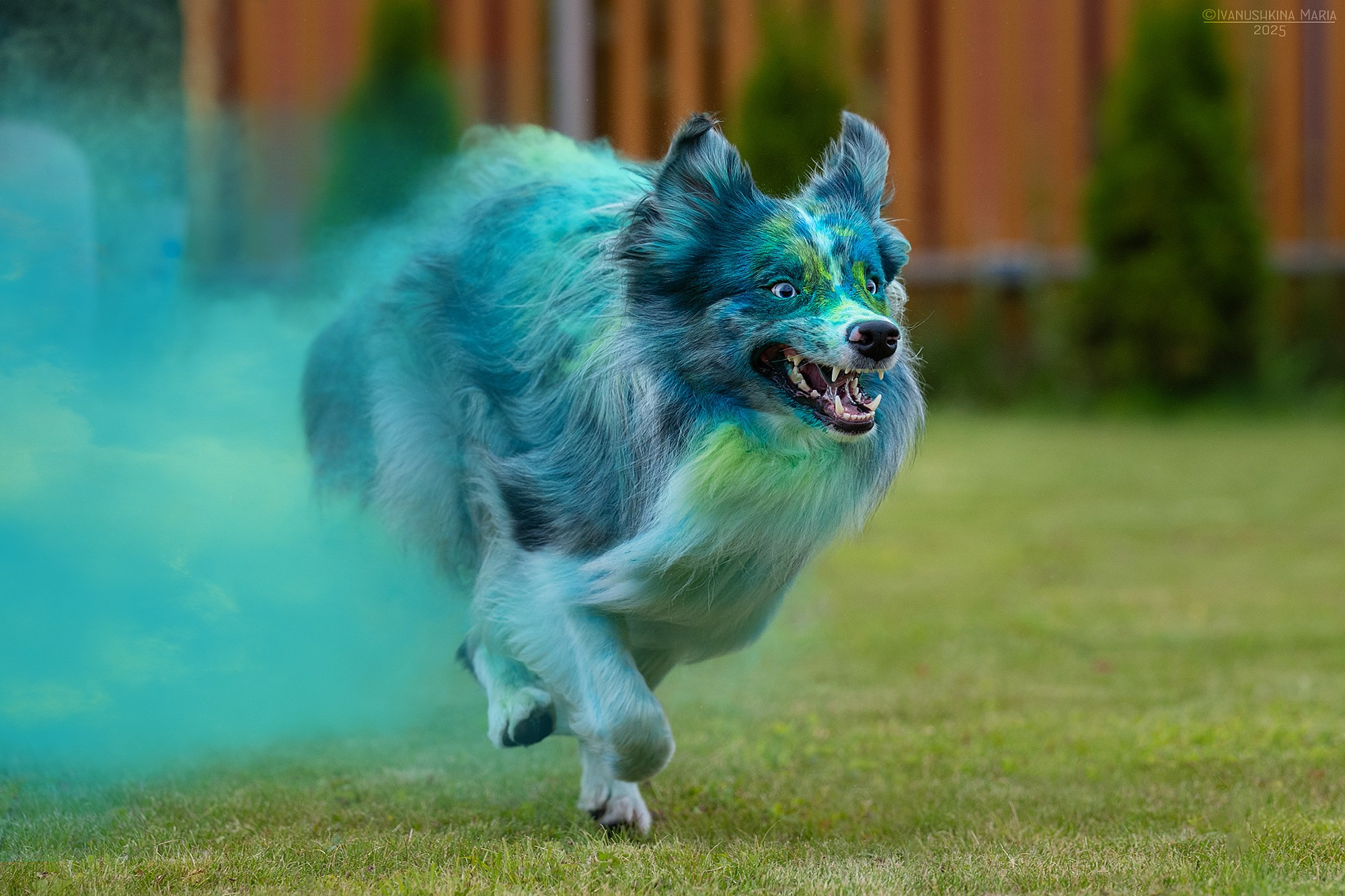 Фотосессия собаки с красками холи. Фотограф собак в Москве и Московской области Иванушкина Мария