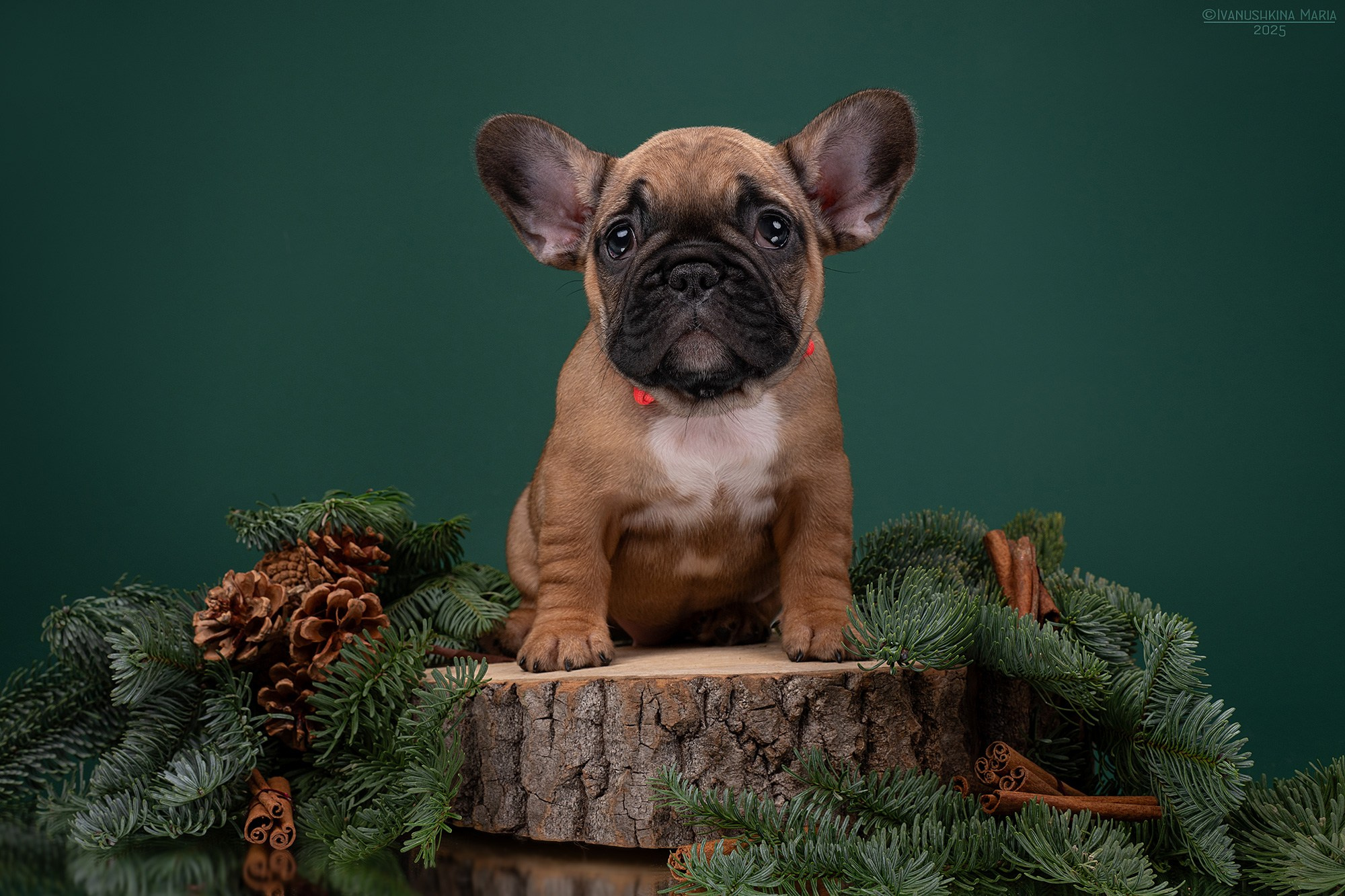 Фотосессия щенков на фонах. Фотограф собак в Москве и Московской области Иванушкина Мария