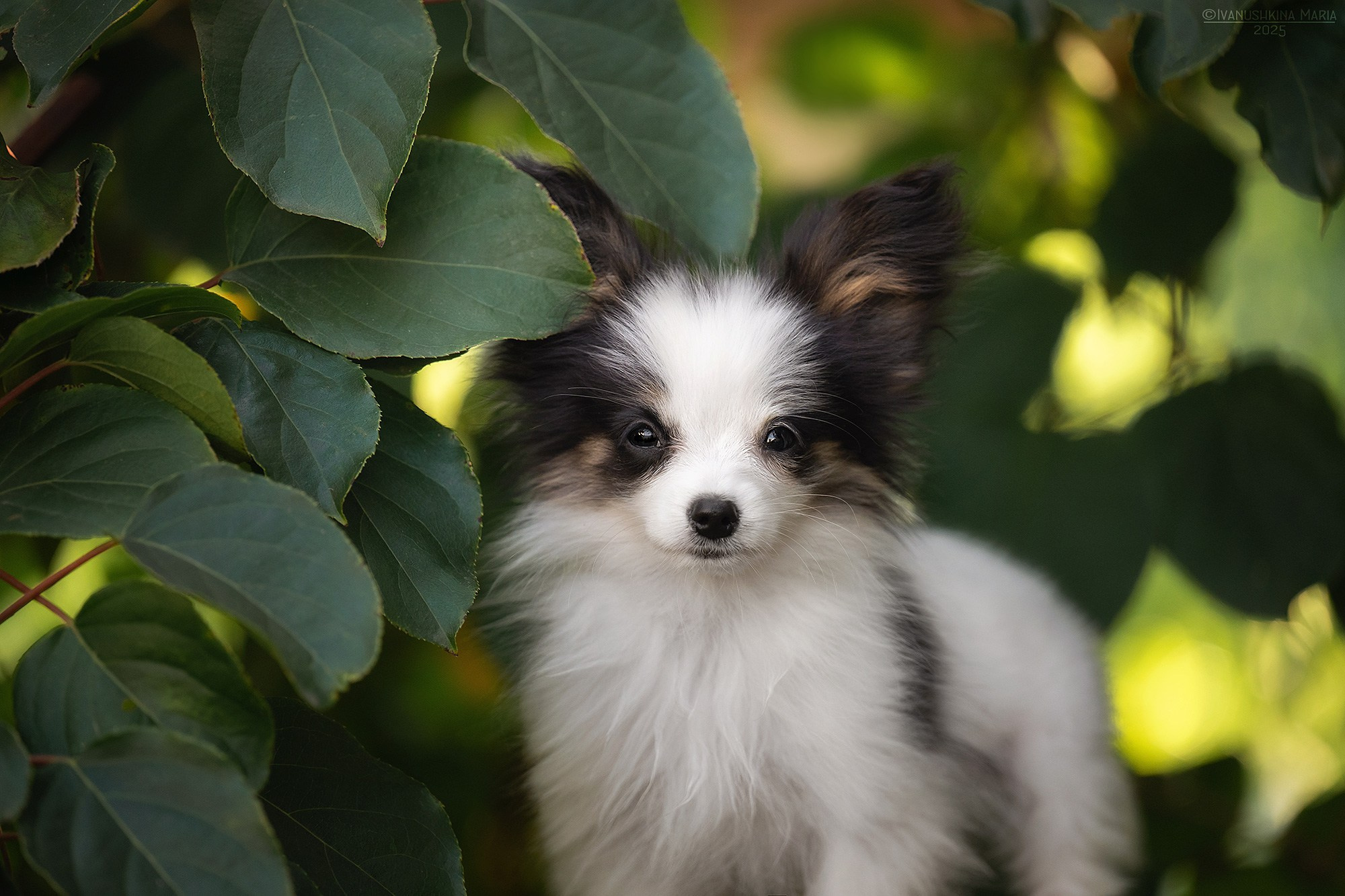 Фотосессия щенков на продажу. Фотограф собак в Москве и Московской области Иванушкина Мария
