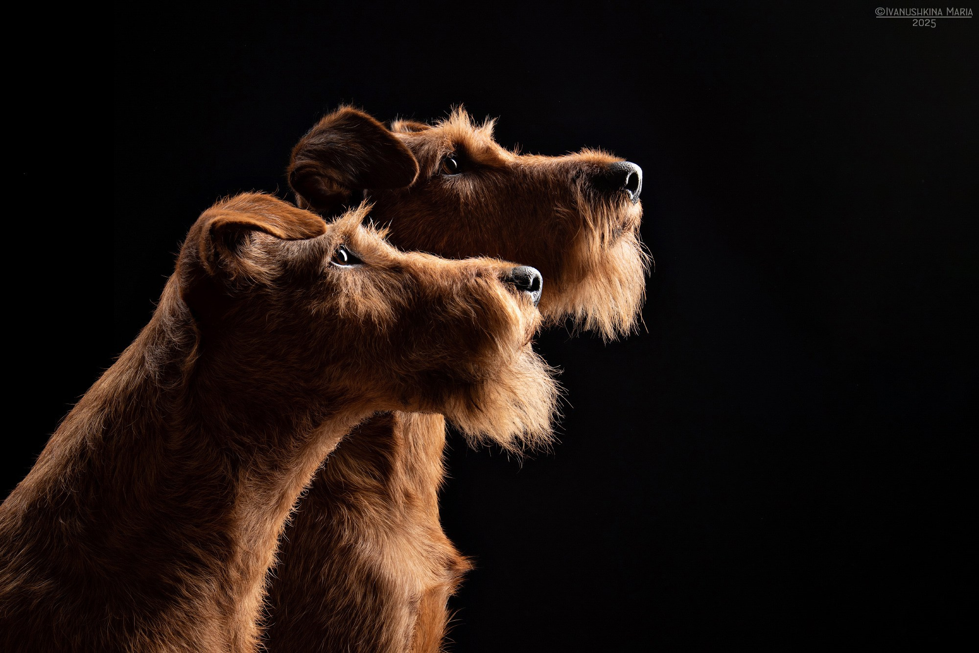 Фотосессия собаки в студии. Фотограф собак в Москве и Московской области Иванушкина Мария
