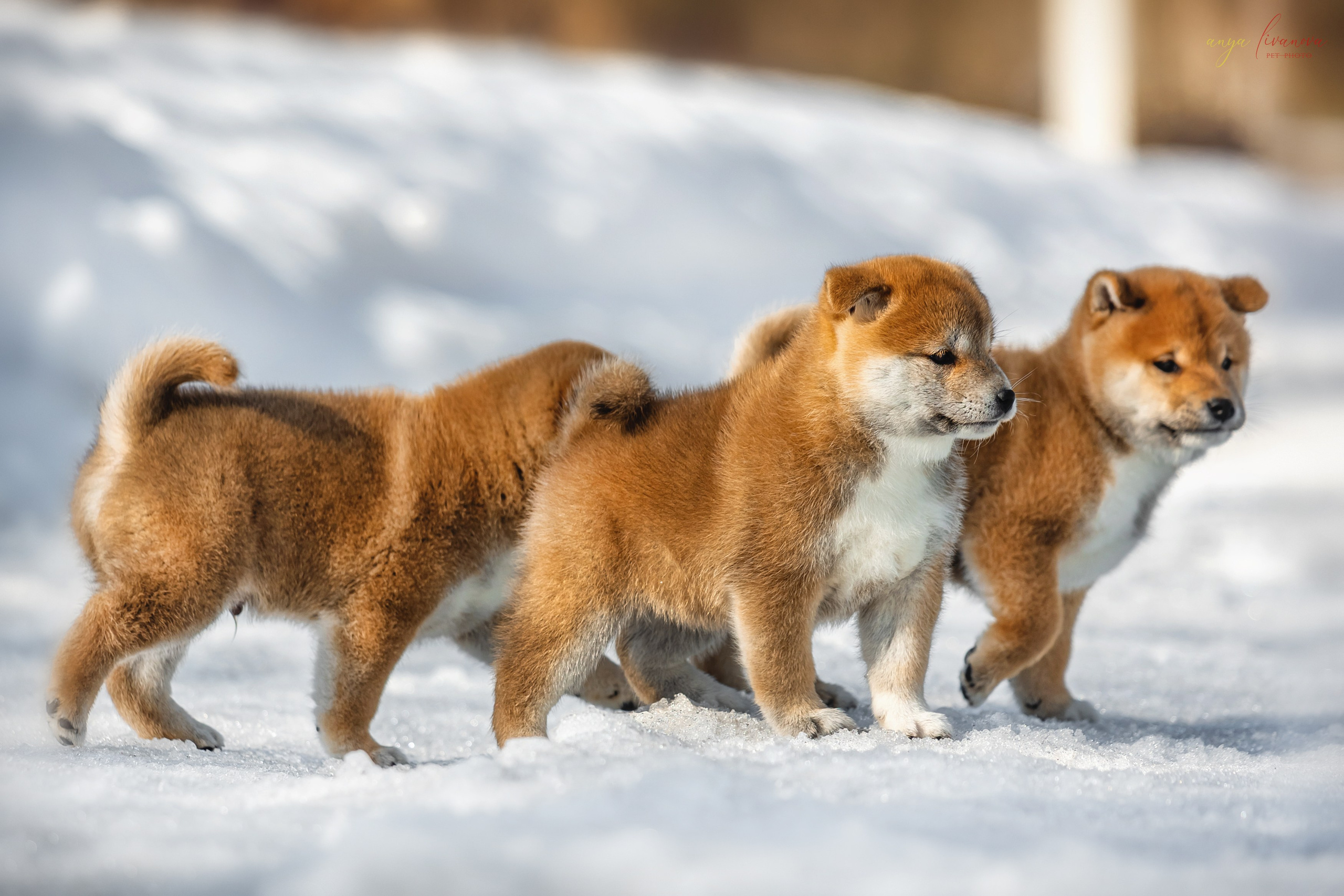 Сибы. Фотограф анималист Аня Ливанова | Рыбинск