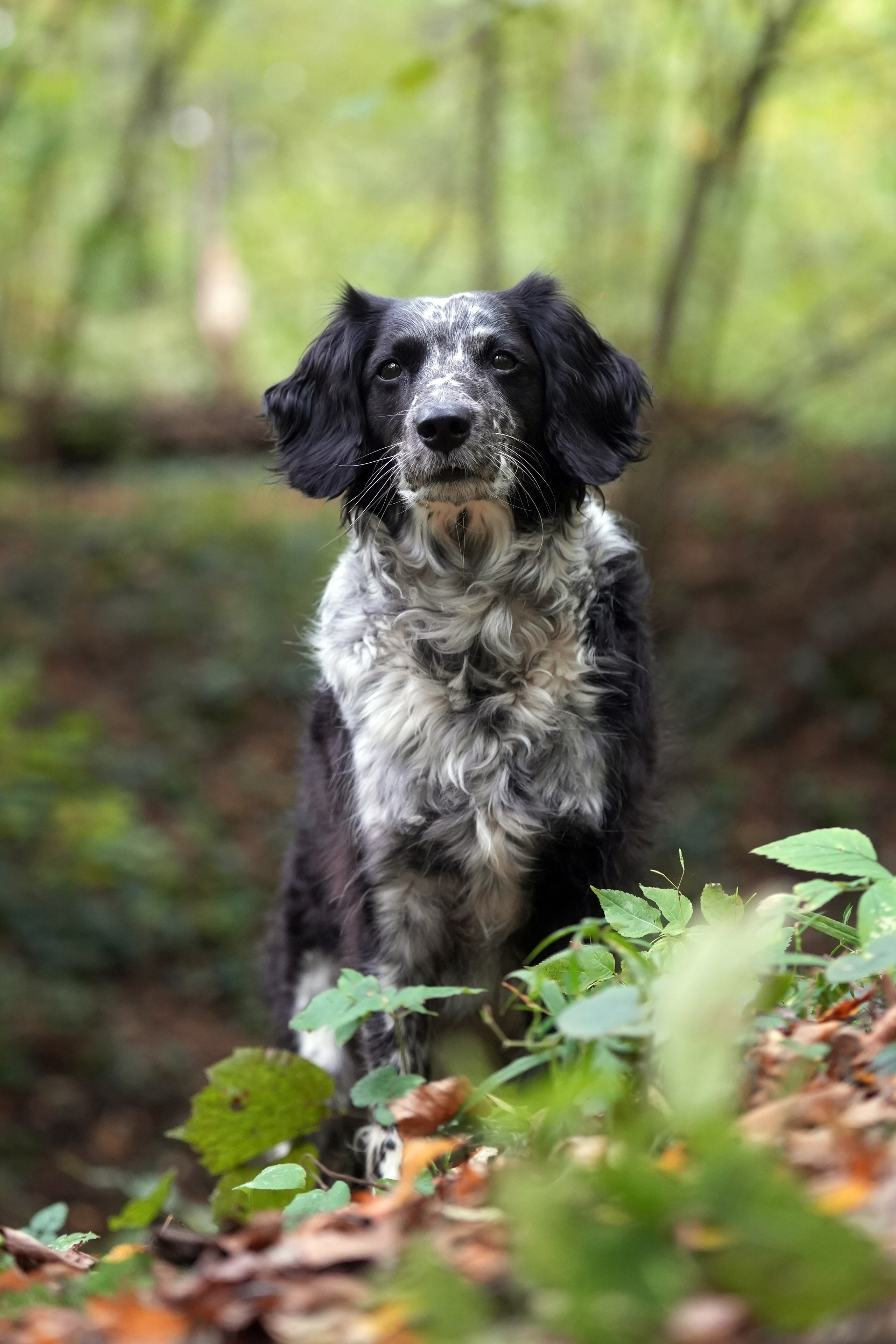 Фотосъемка собаки в лесу. Русский спаниель. Фотограф-анималист