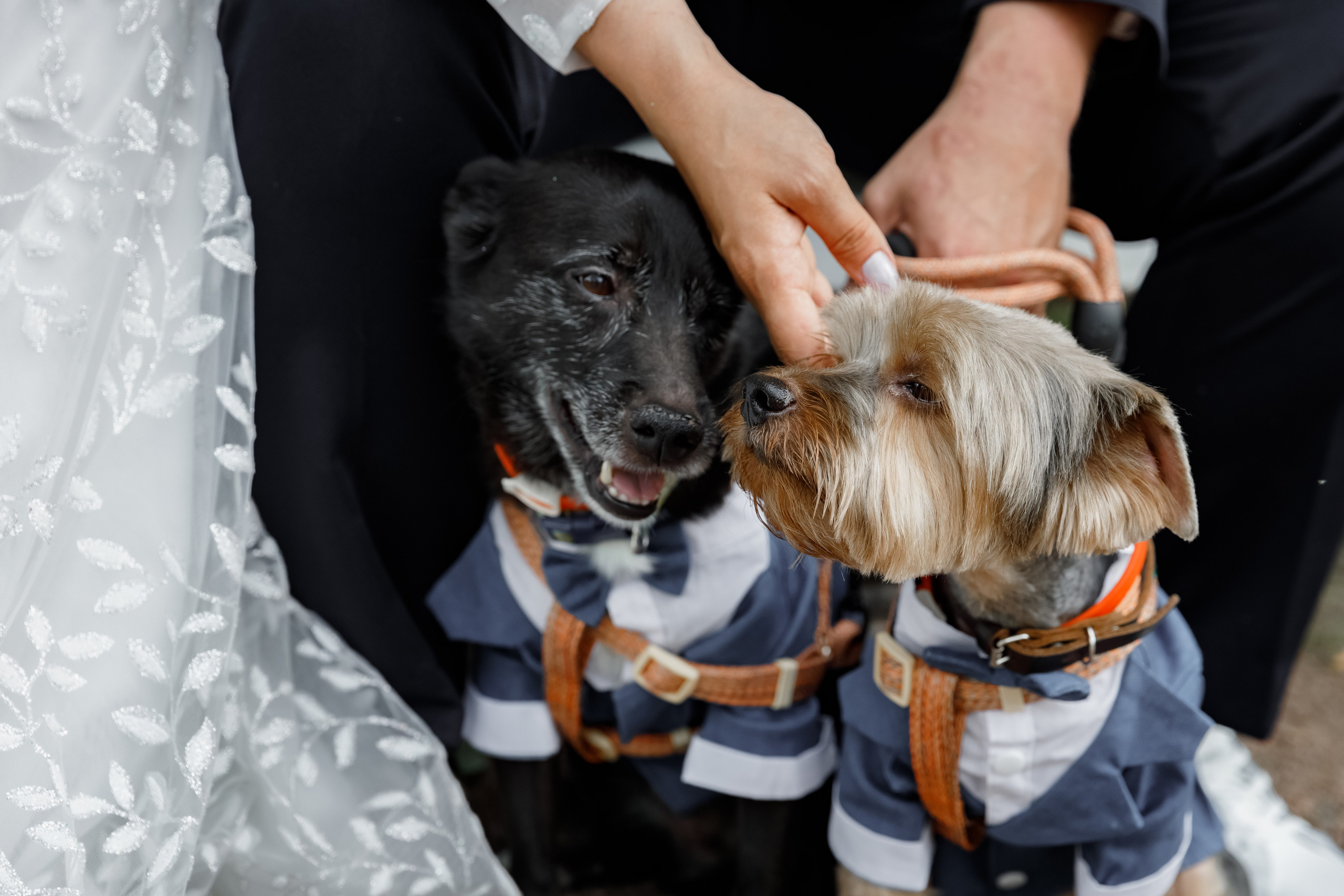 Кирилл и Екатерина. Свадебный фотограф, крещение, венчание СПБ, Белгород Анна Коршунова