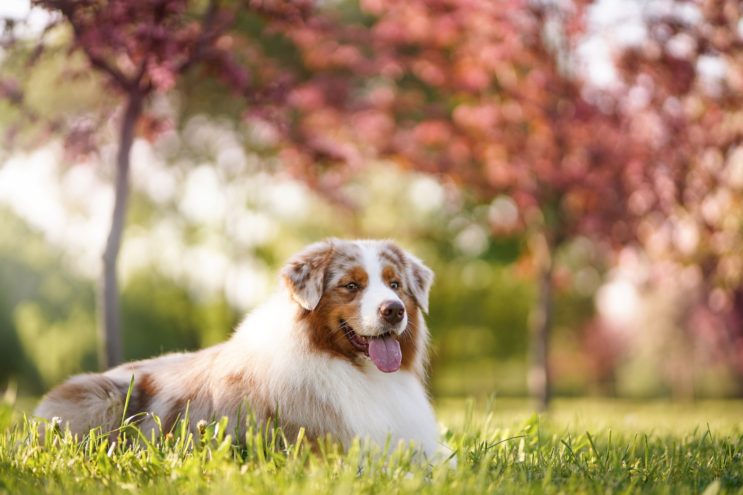 Аусси в Яблоневом саду. Фотограф-анималист в Санкт-Петербурге Яна Мартынова