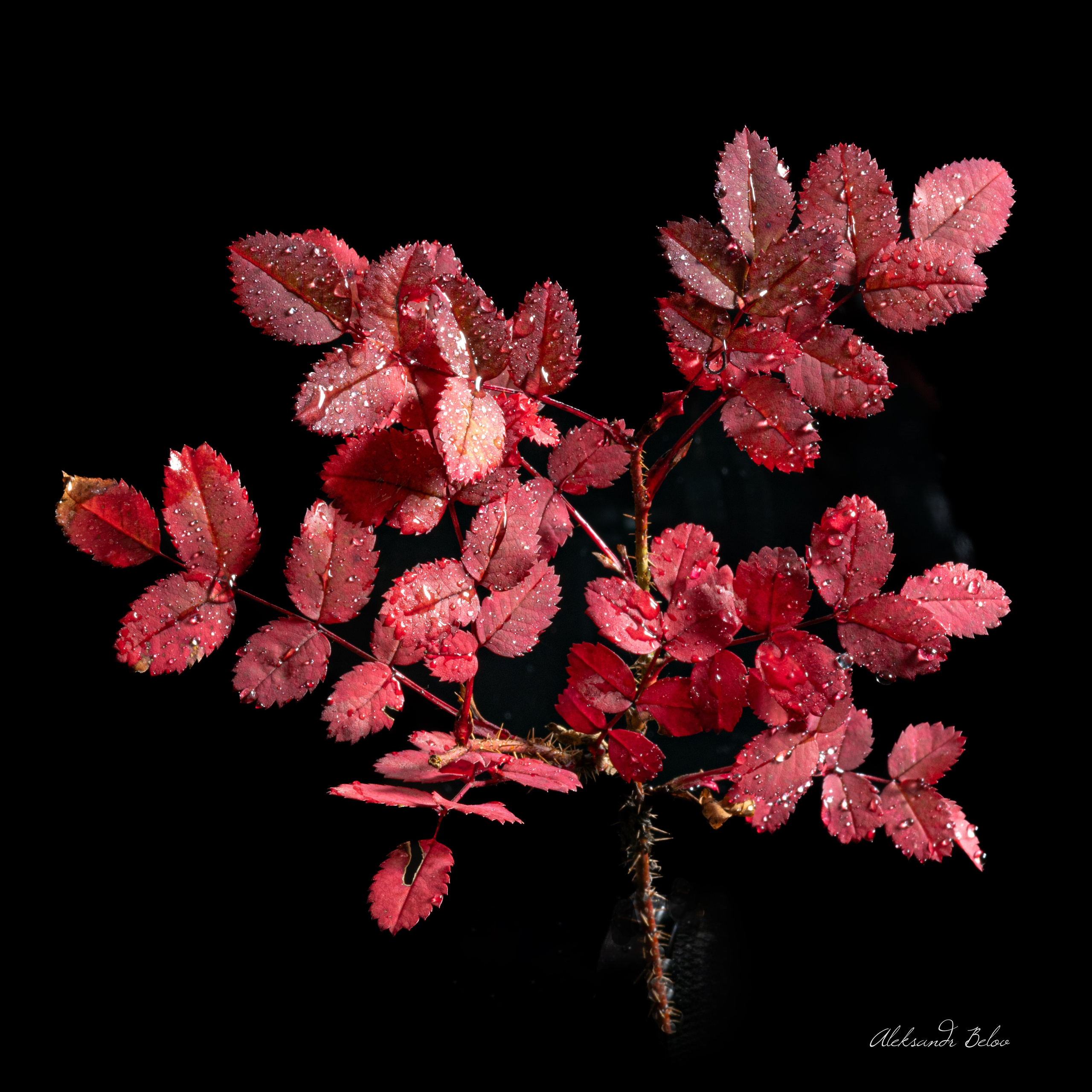 Предметная съемка. Пейзажный и семейный фотограф в Санкт-Петербурге Александр Белов