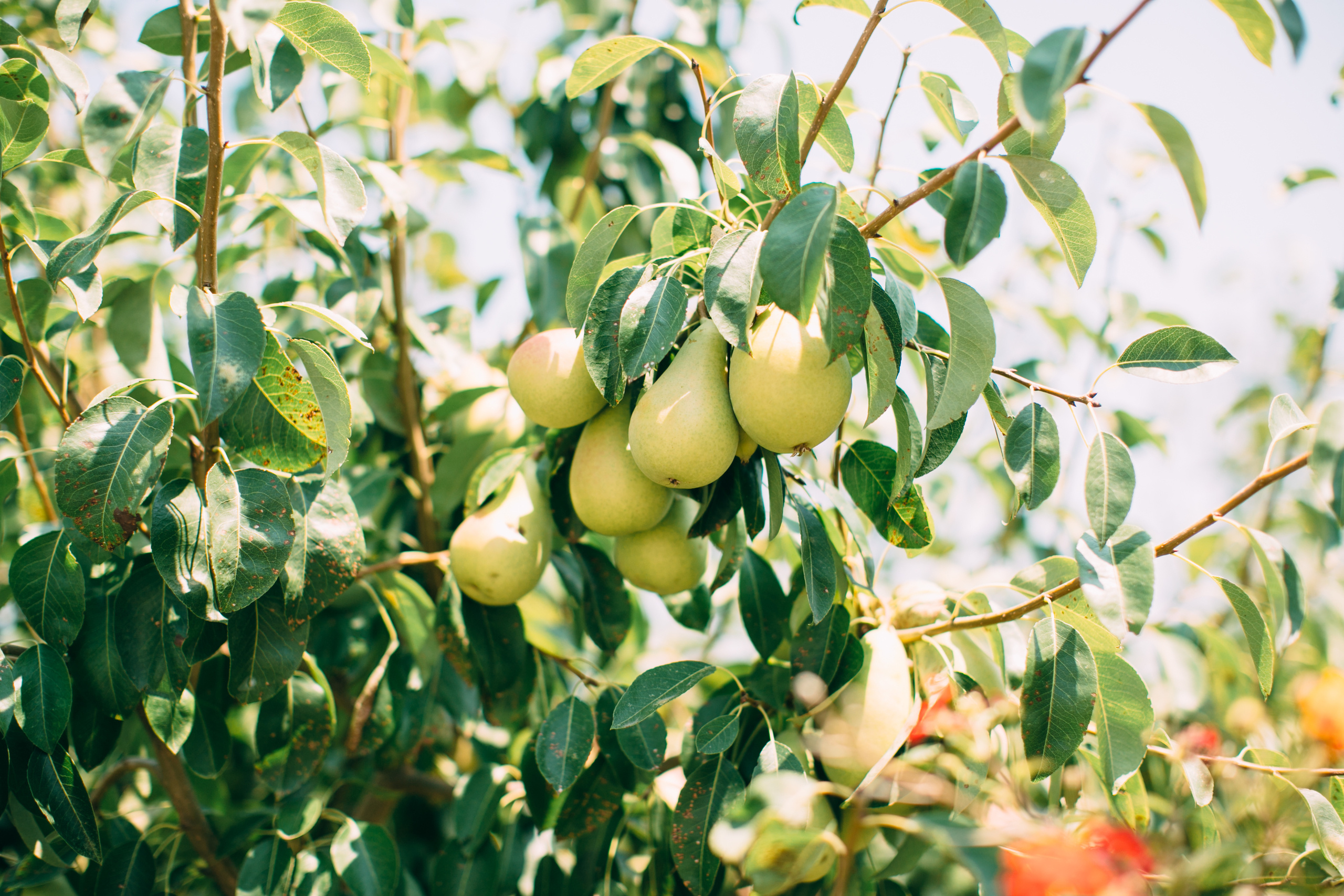 Wedding in Italy. Valeria Coconova Photographer Italy Como Milan