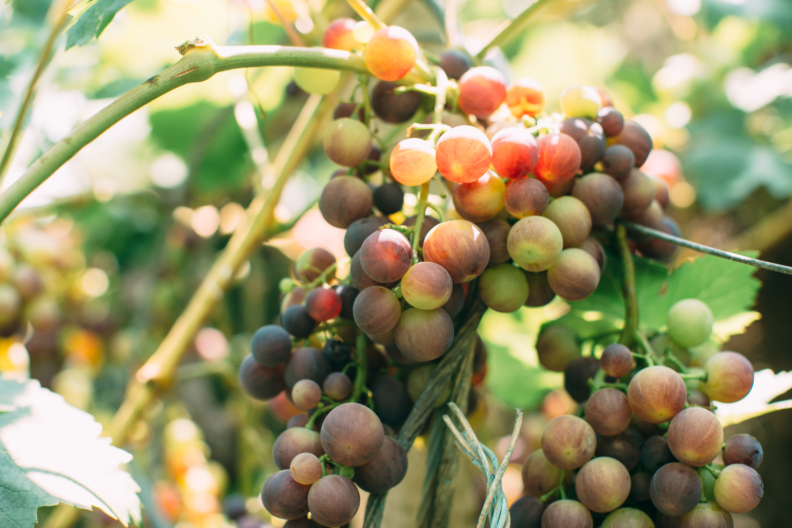 Wedding in Italy. Valeria Coconova Photographer Italy Como Milan