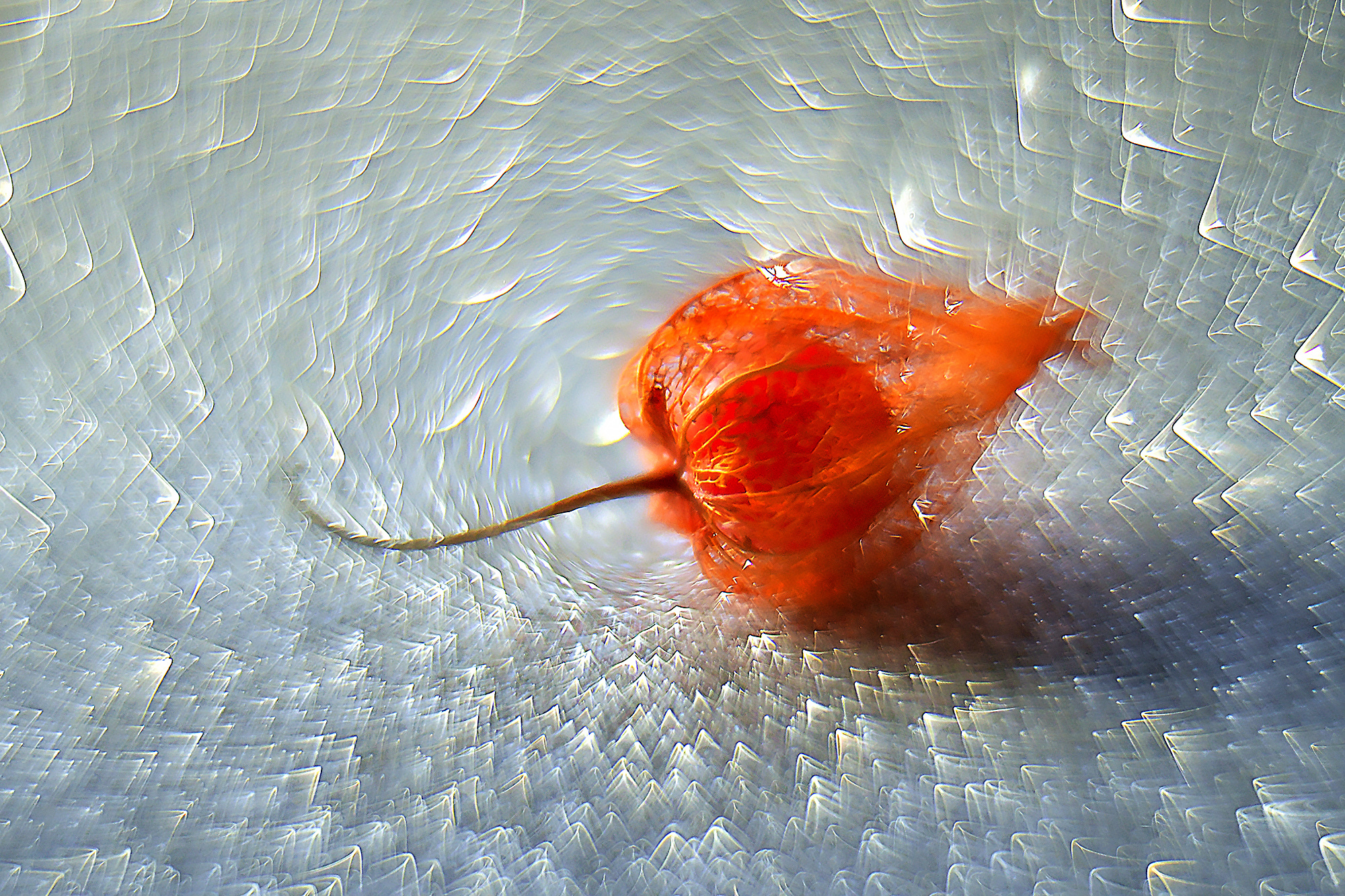 Макро мир фотограф Бокова Галина. Фотограф в Краснодаре и Бишкеке Галина Бокова