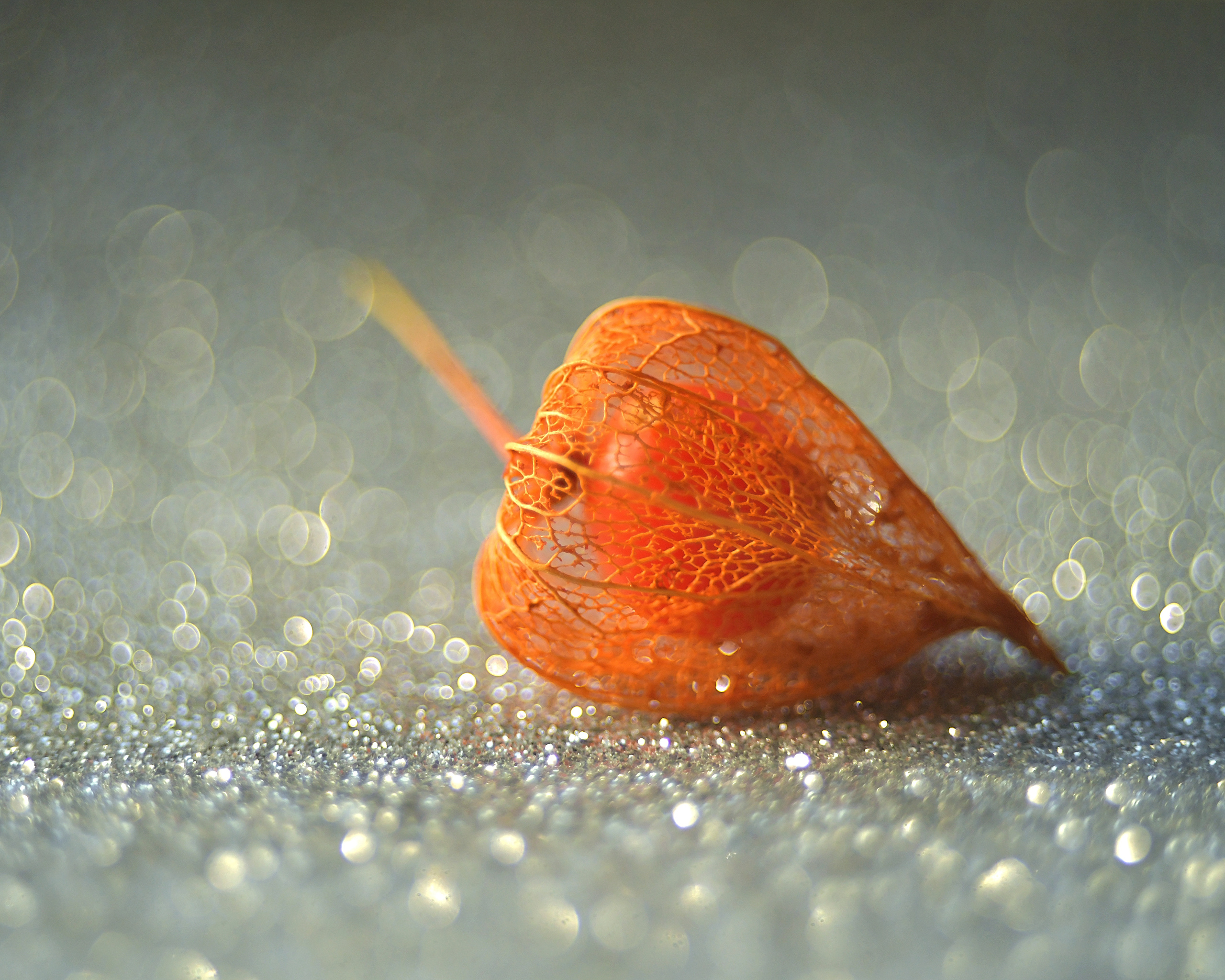 Макро мир фотограф Бокова Галина. Фотограф в Краснодаре и Бишкеке Галина Бокова