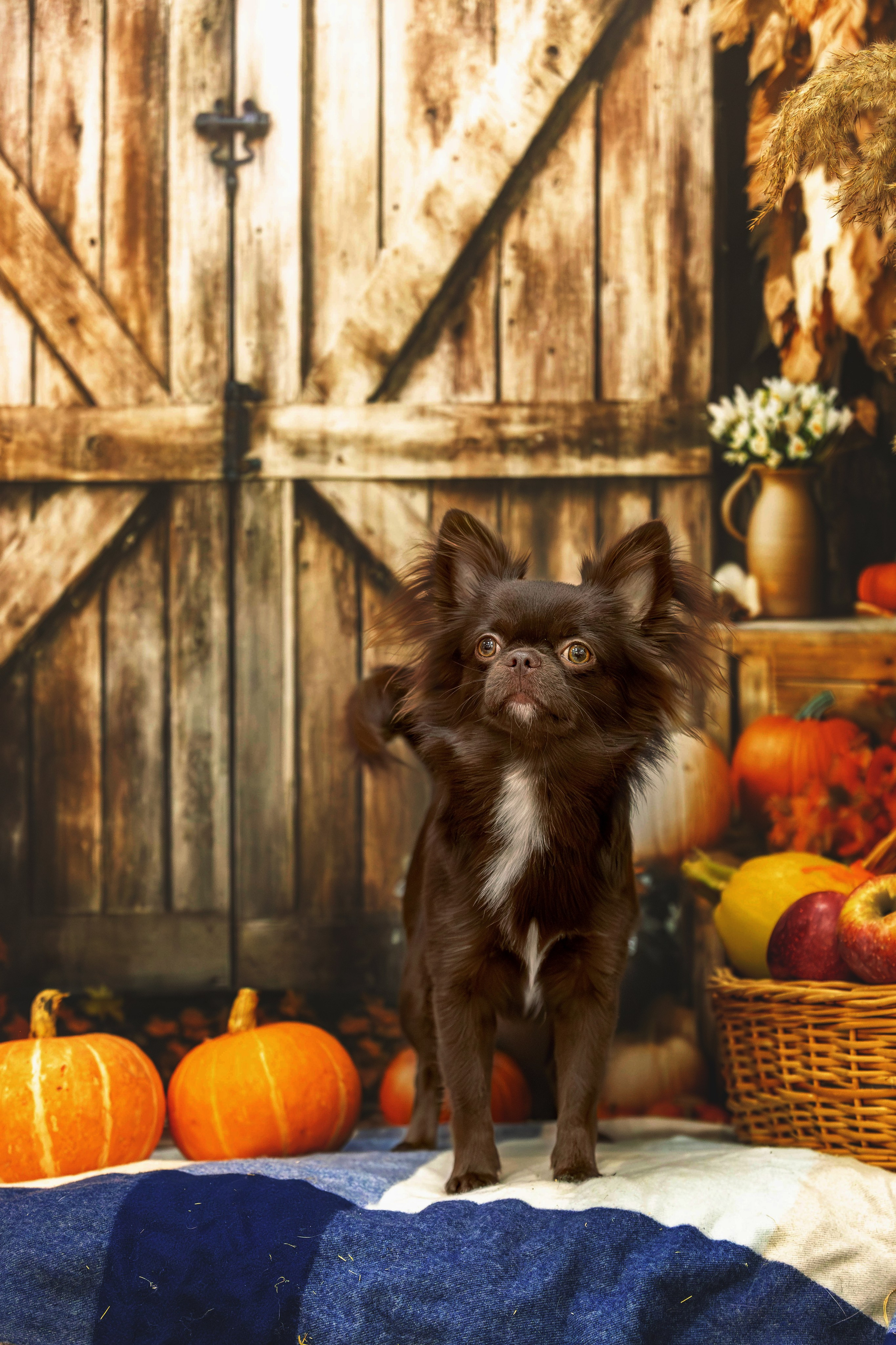 Чихуахуа Бублик. Https://moshkovaphoto.ru/