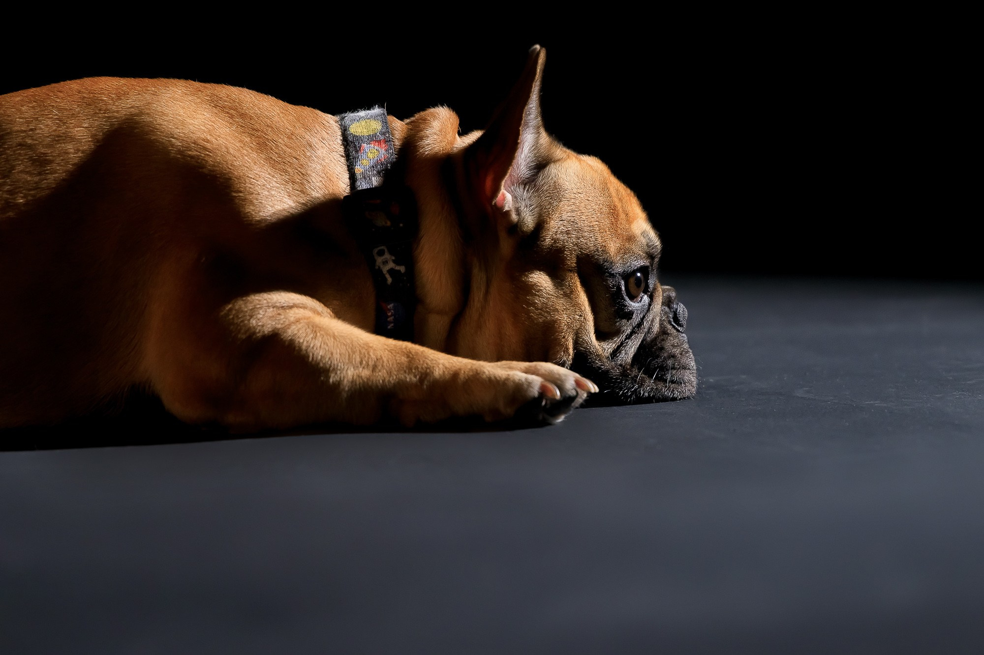 Семейная фотосессия с питомцами в студии. Фотограф в Саратове Ольга Мазлова