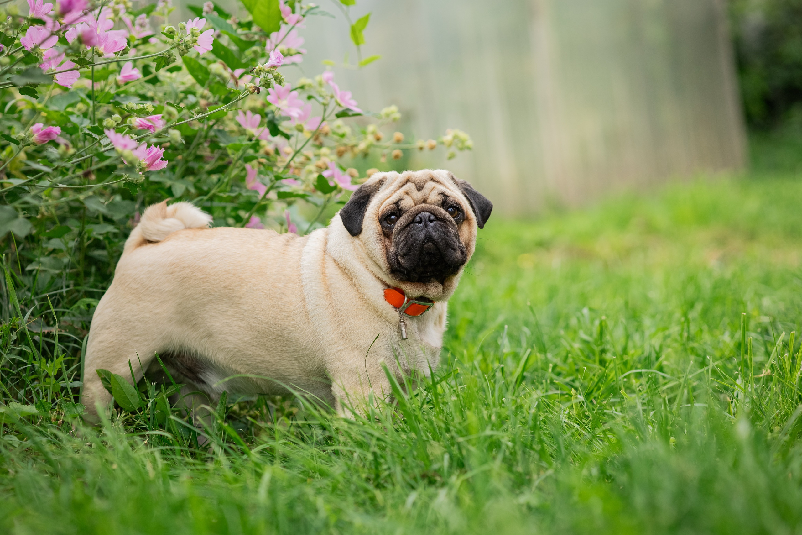 Сёма и Жужа. Август. Фотограф Яна Матвеева в Ижевске
