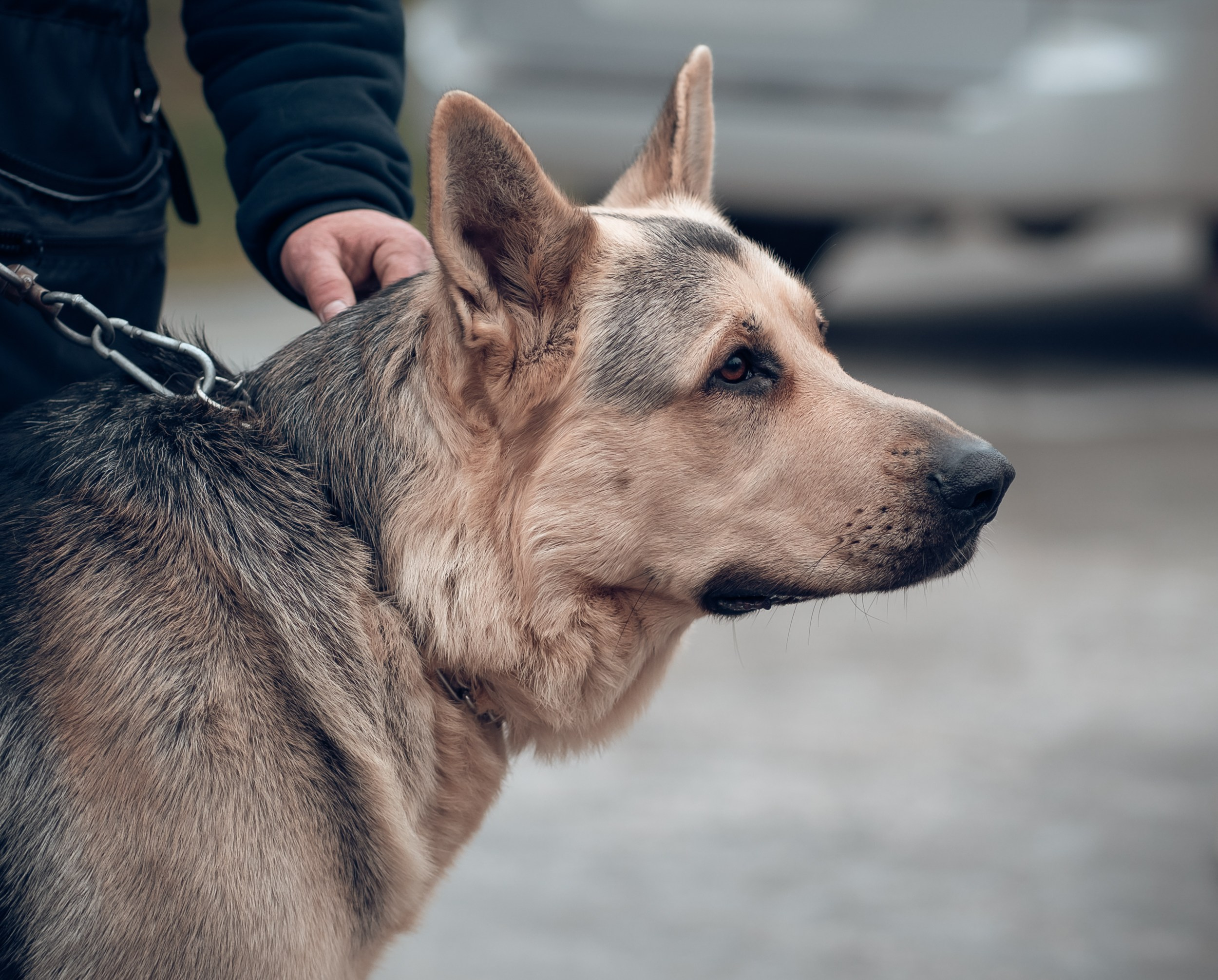 Благотворительная выставка собак в Новом Херсонесе г. Севастополь. Церковный фотограф Севастополь