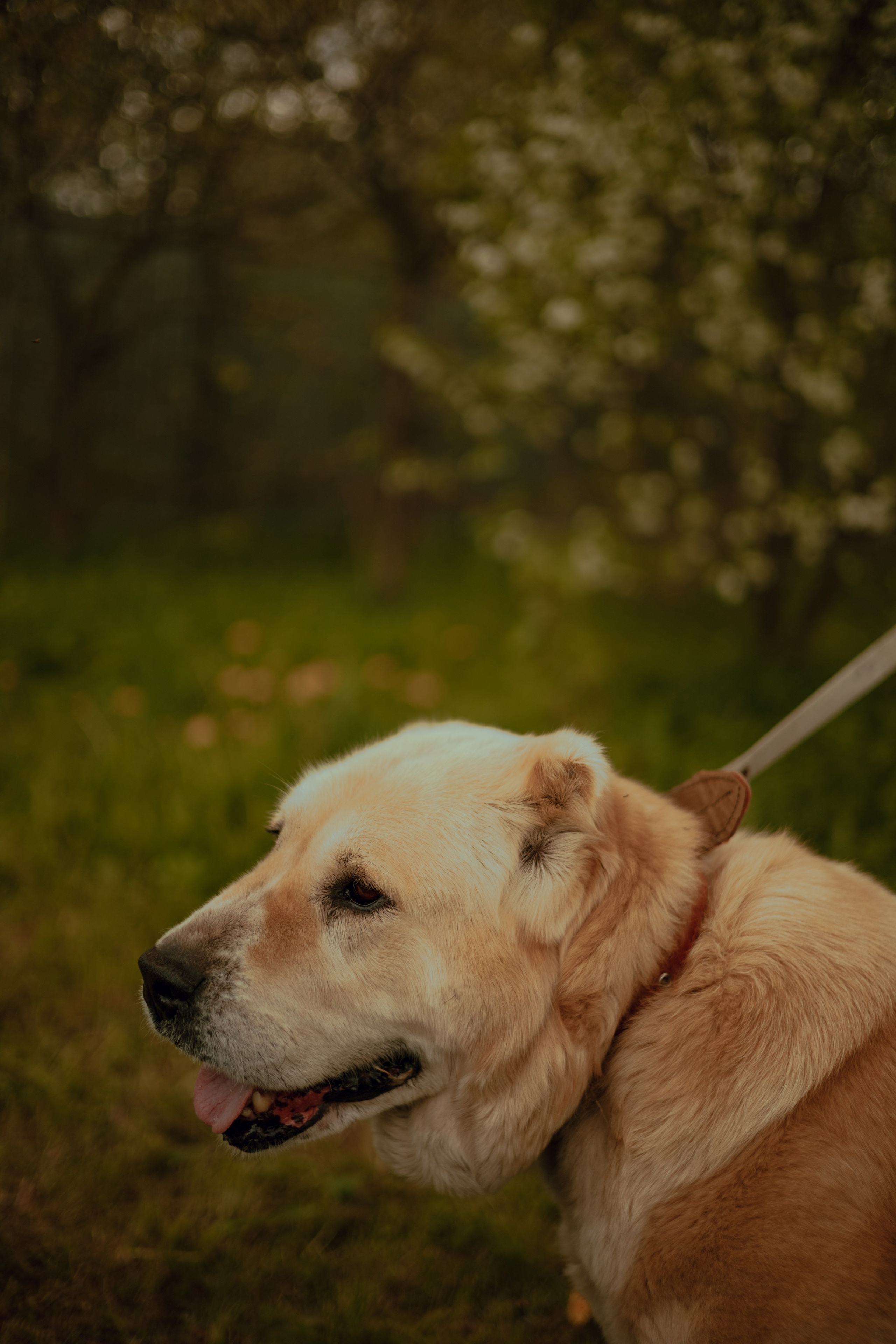 Юля и Ума. Фотограф — анималист •love-story•|Санкт-Петербург