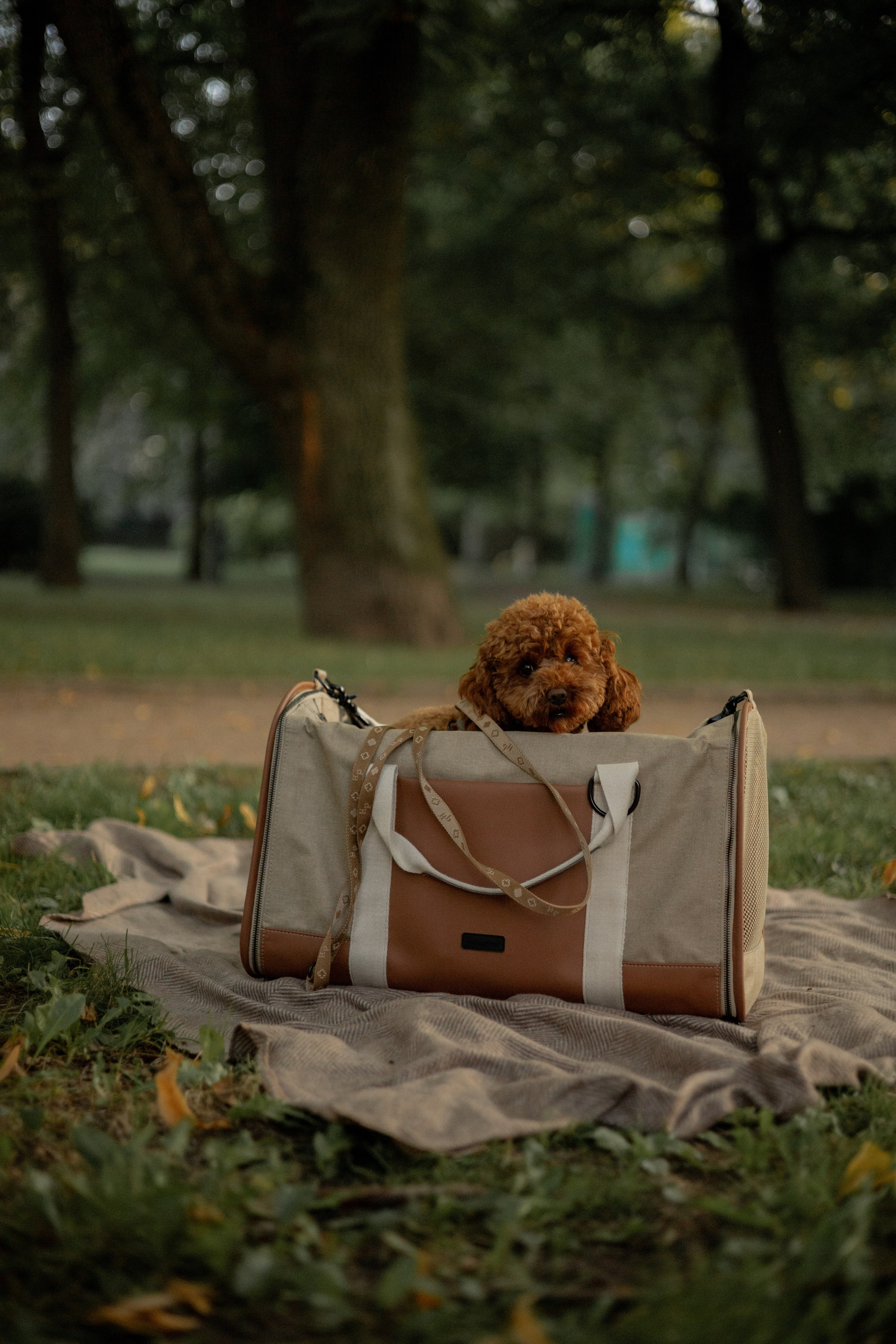 Мишель и её семья. Фотограф — анималист •love-story•|Санкт-Петербург