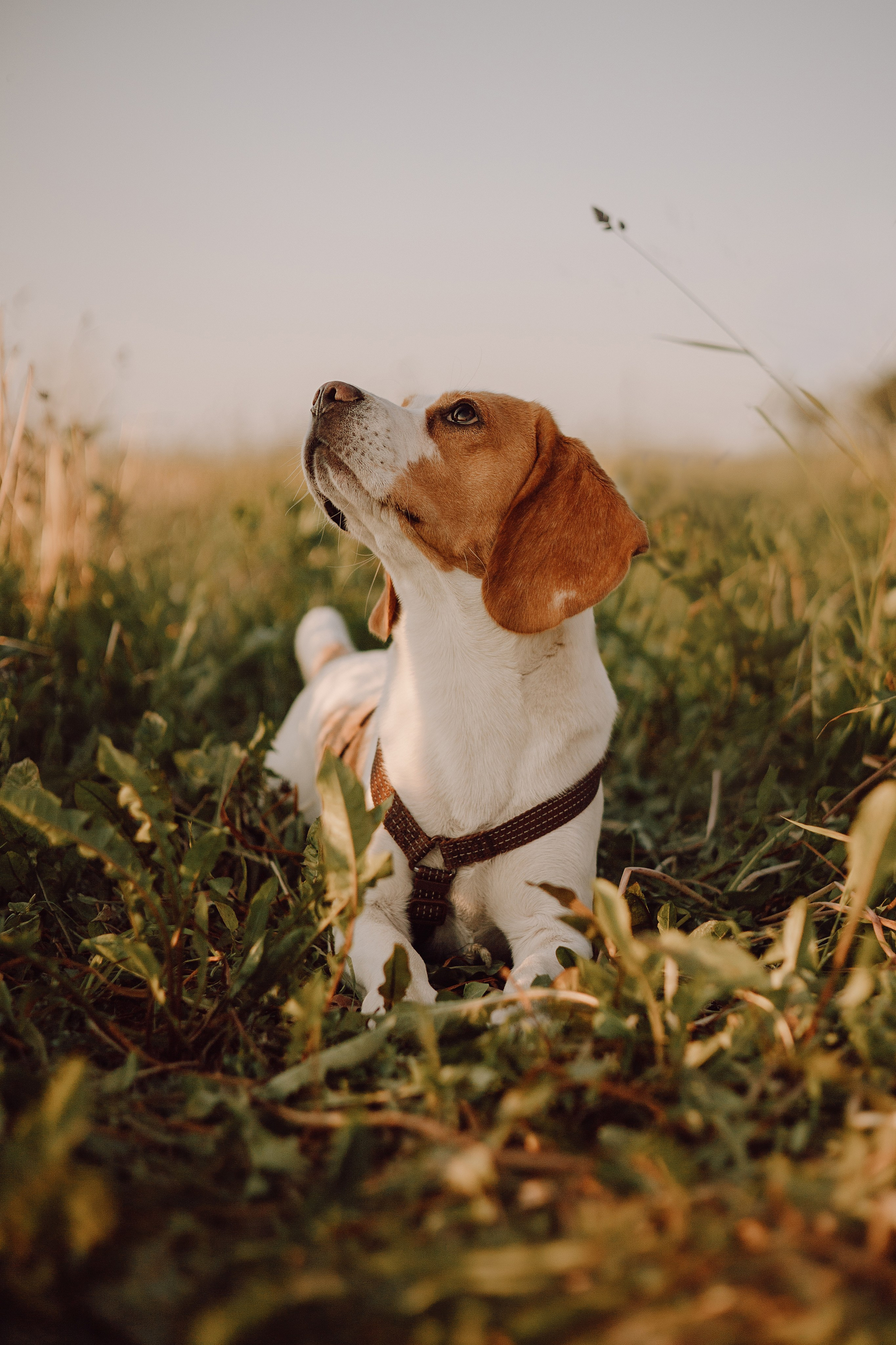 Мартин и его семья. Фотограф — анималист •love-story•|Санкт-Петербург